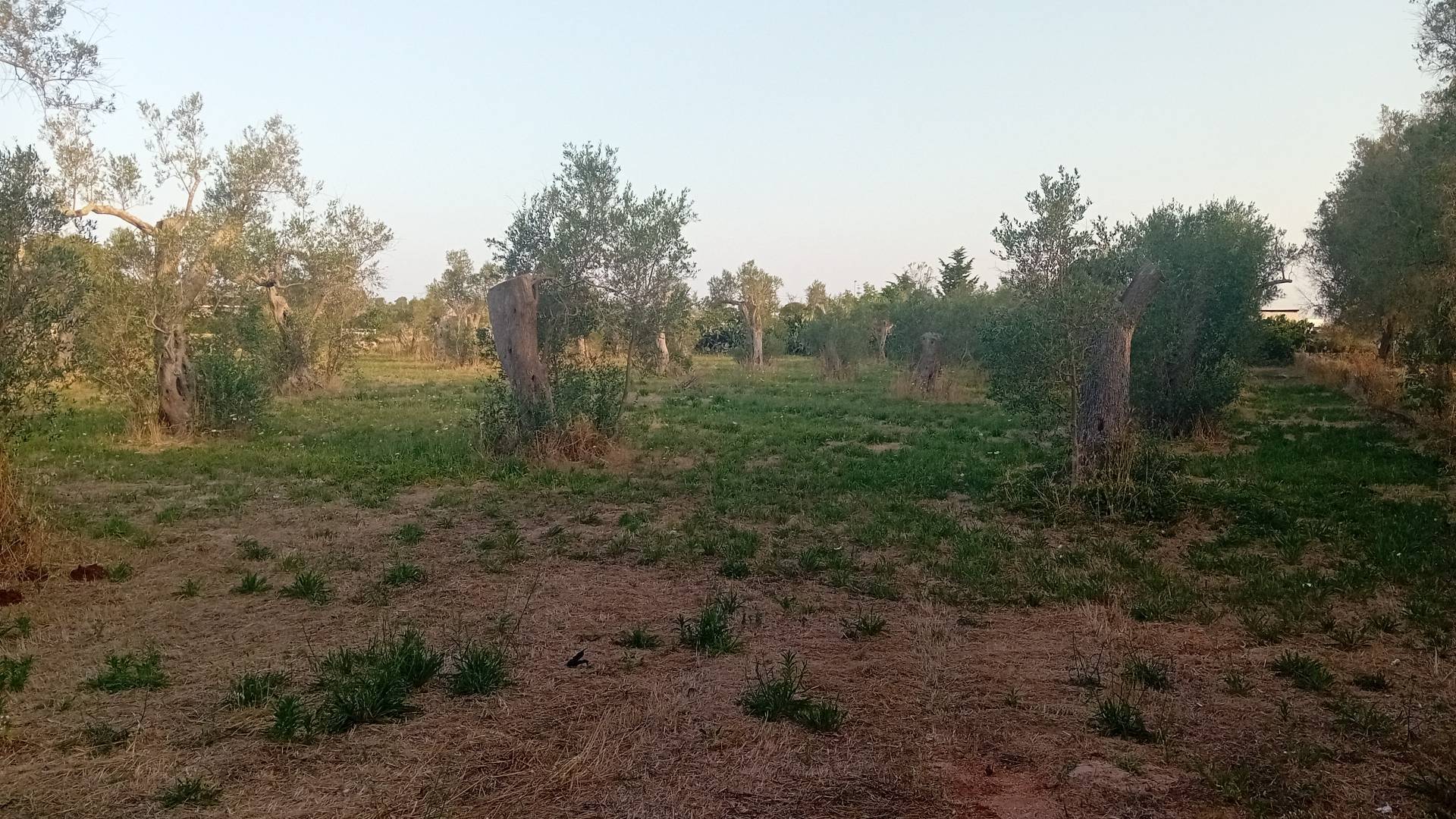 Terreno Agricolo in vendita a Giuggianello