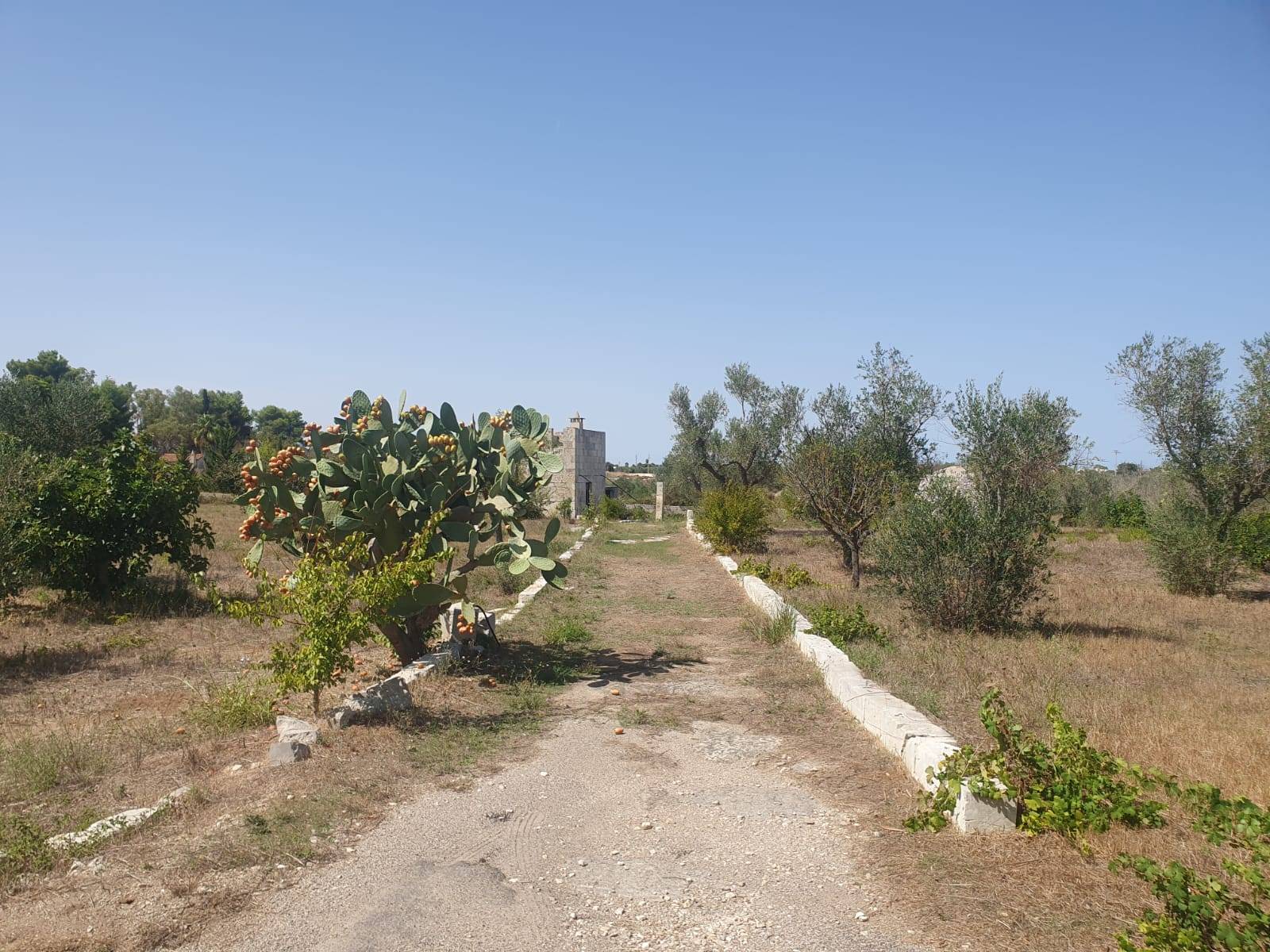 Terreno Agricolo in vendita a Zollino