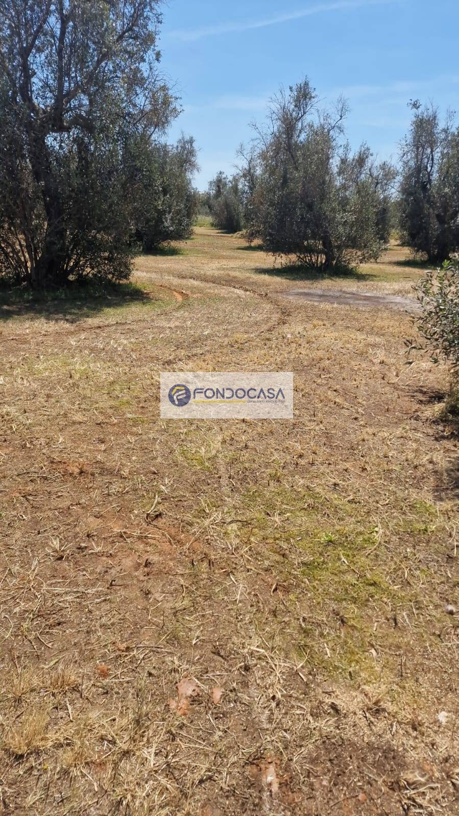 Terreno Agricolo in vendita a Sanarica