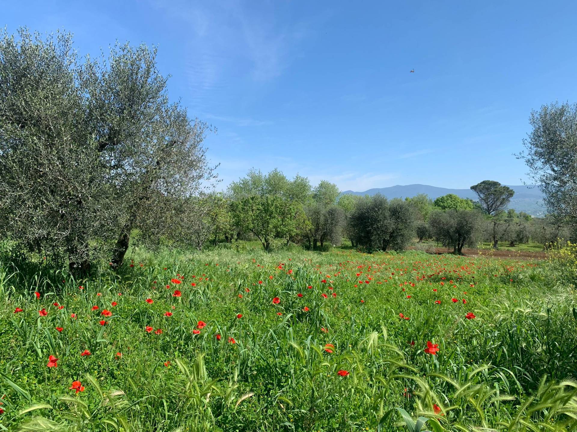 Rustico in vendita a Graffignano