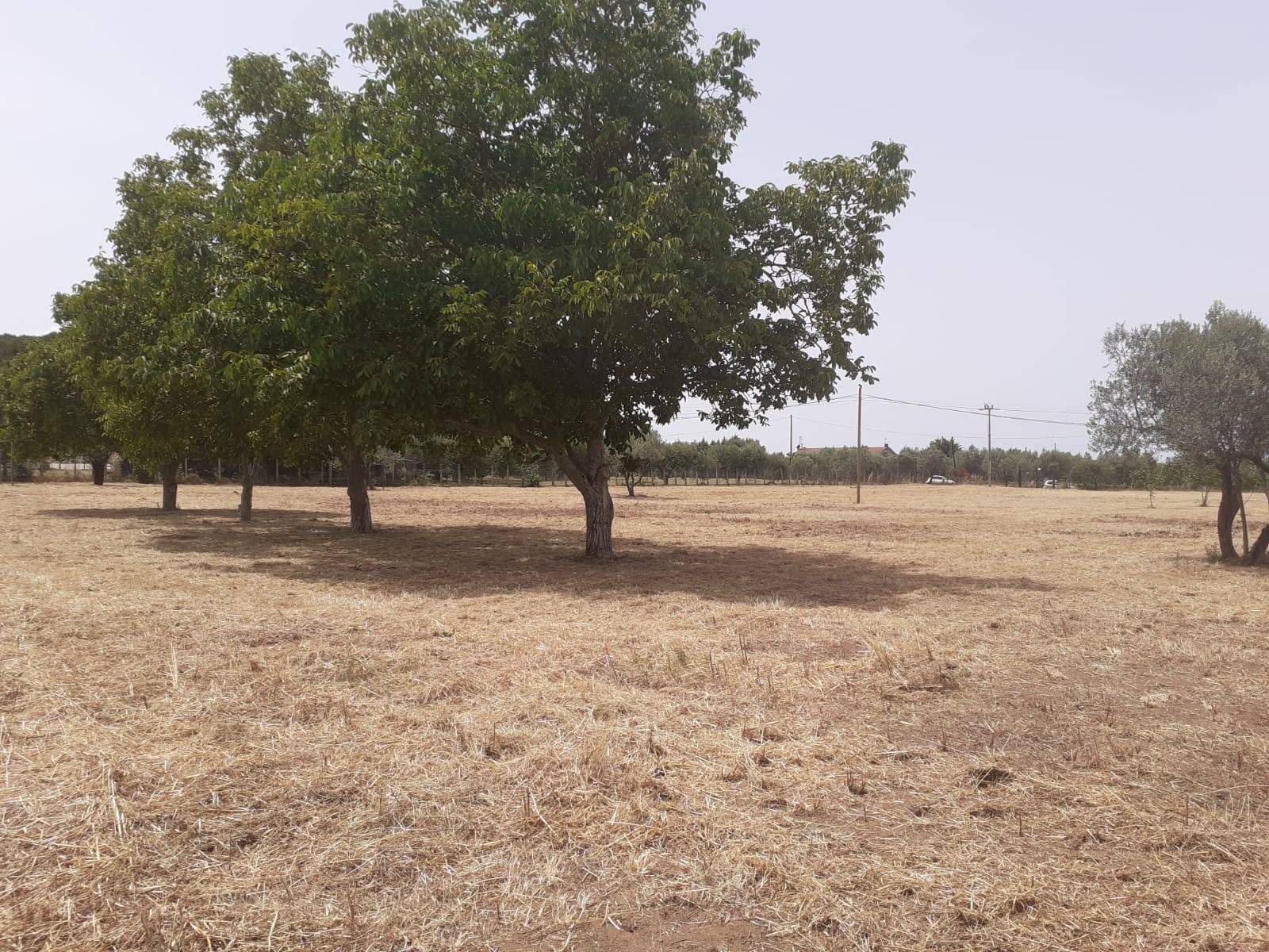 Terreno Agricolo in vendita a Viterbo, Bagnaia