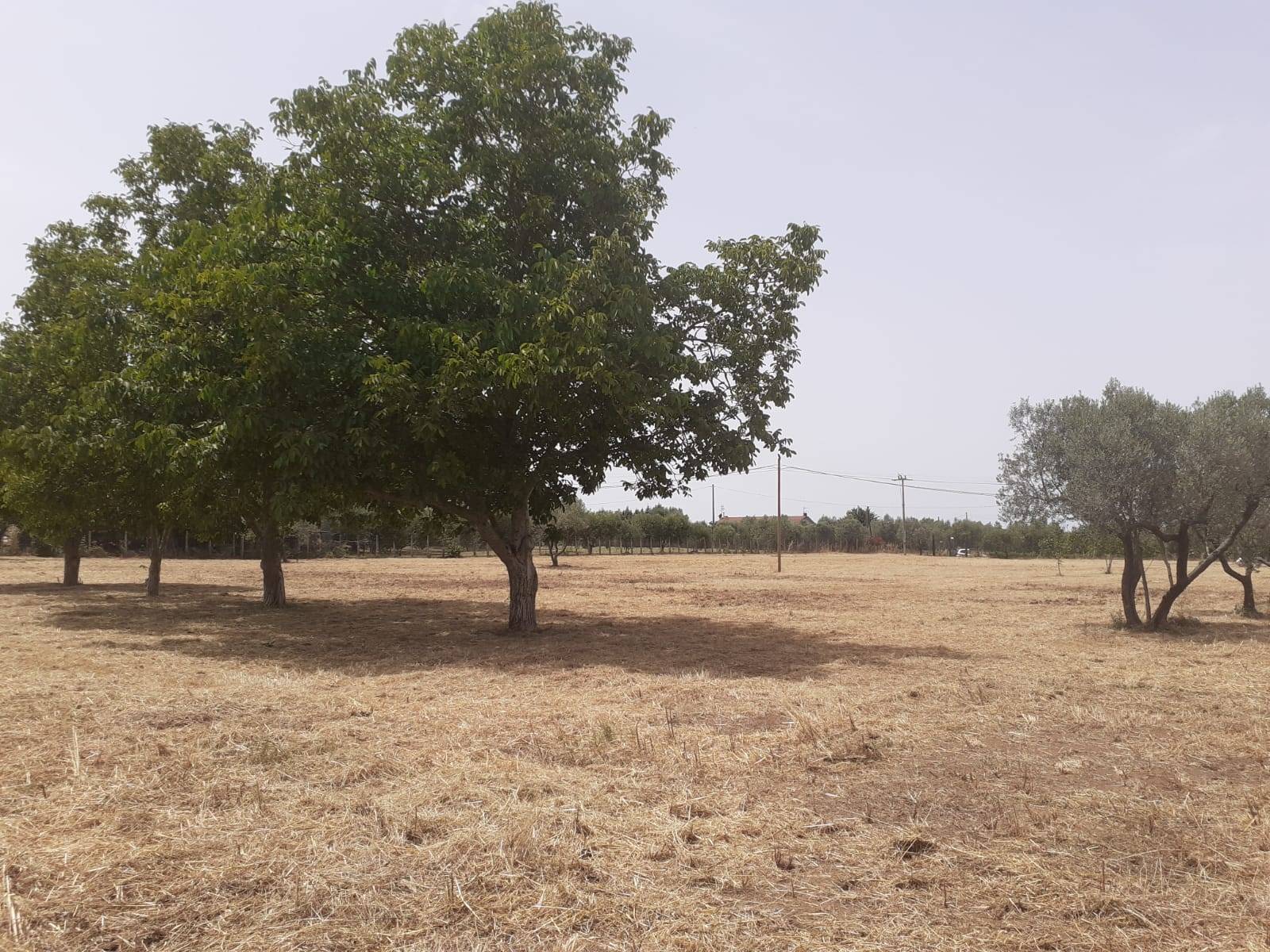 Terreno Agricolo in vendita a Viterbo, Bagnaia