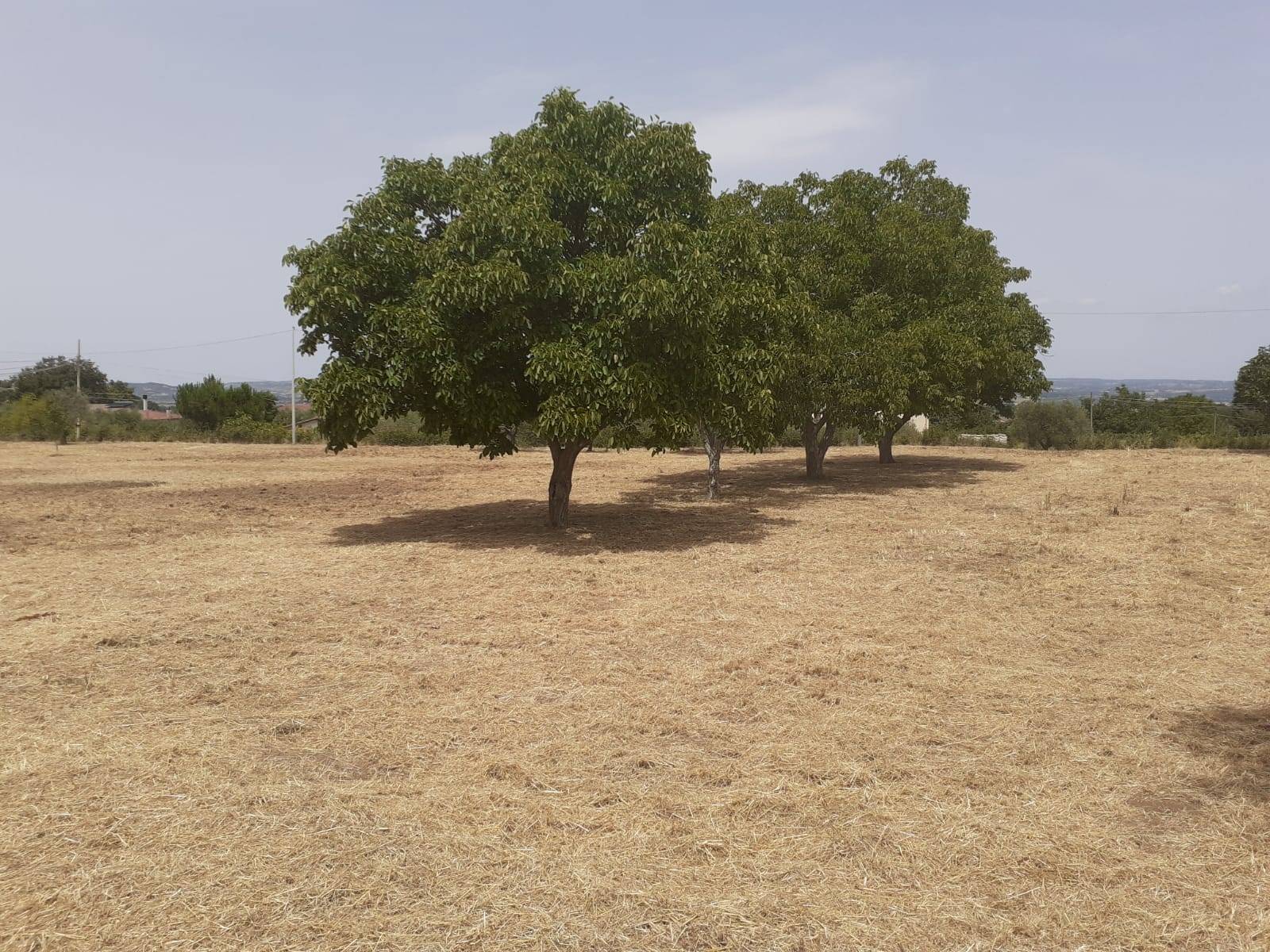 Terreno Agricolo in vendita a Viterbo, Bagnaia