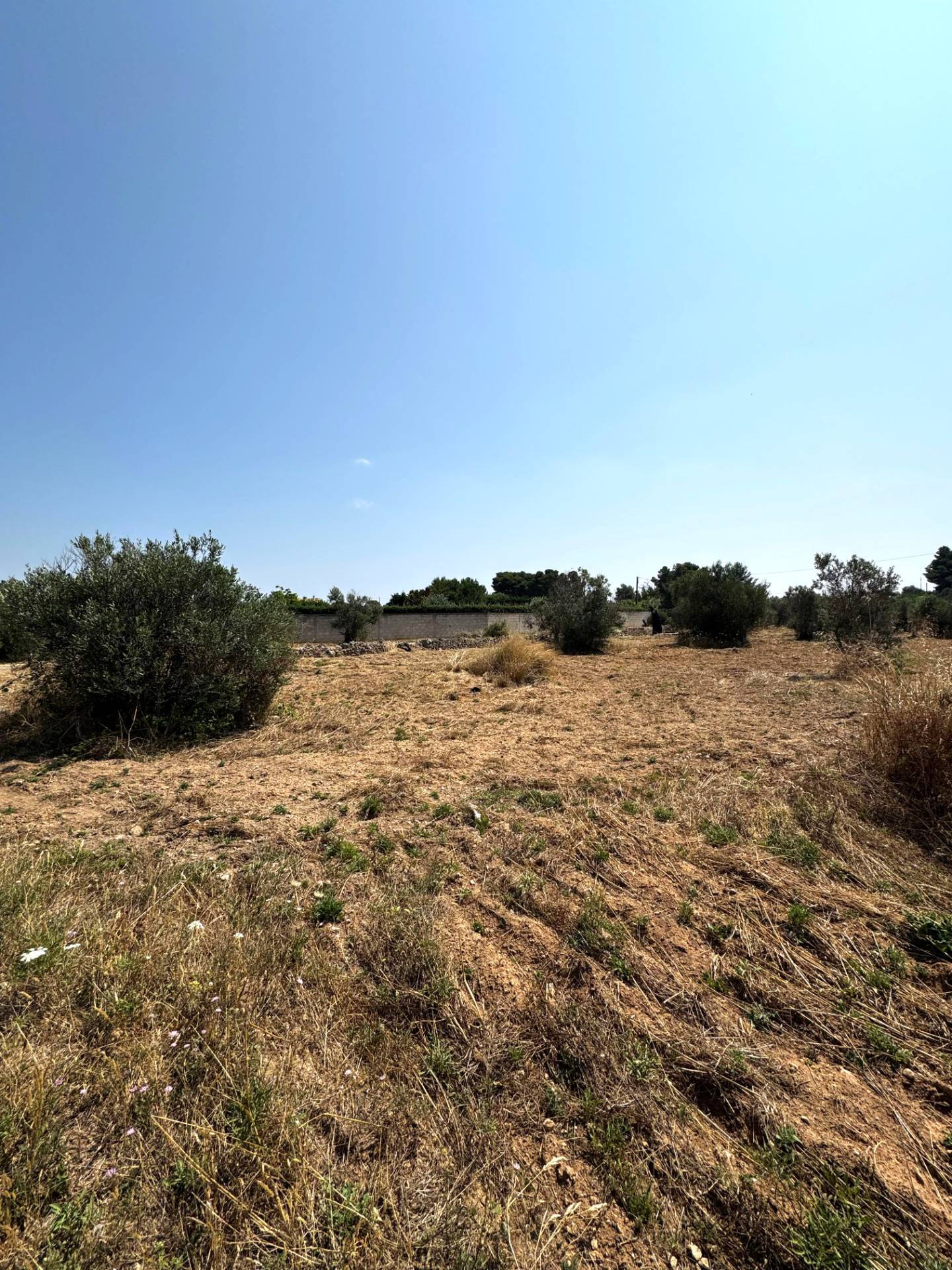 Terreno Agricolo in vendita a Sannicola