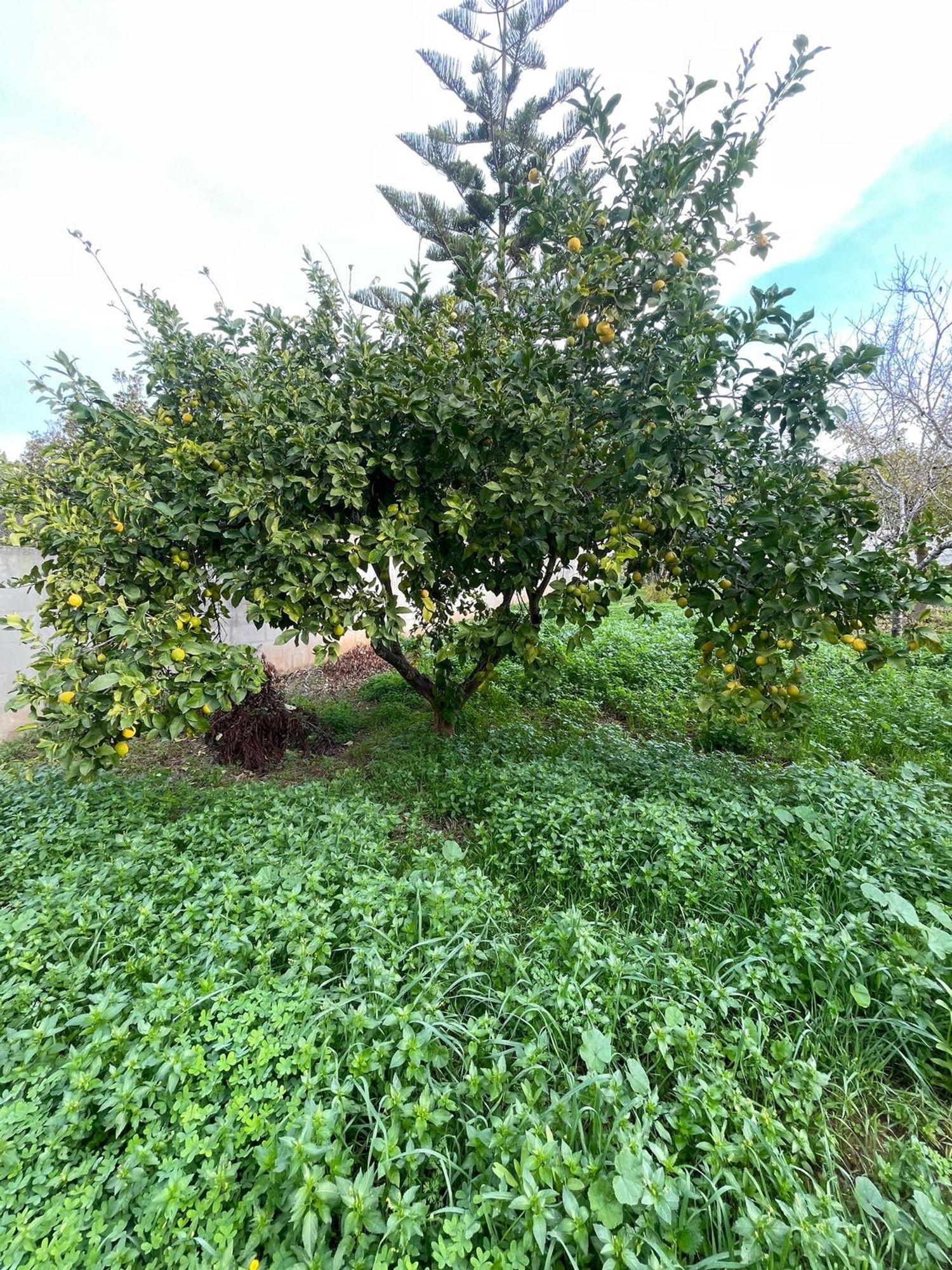 Terreno Residenziale in vendita a Sannicola