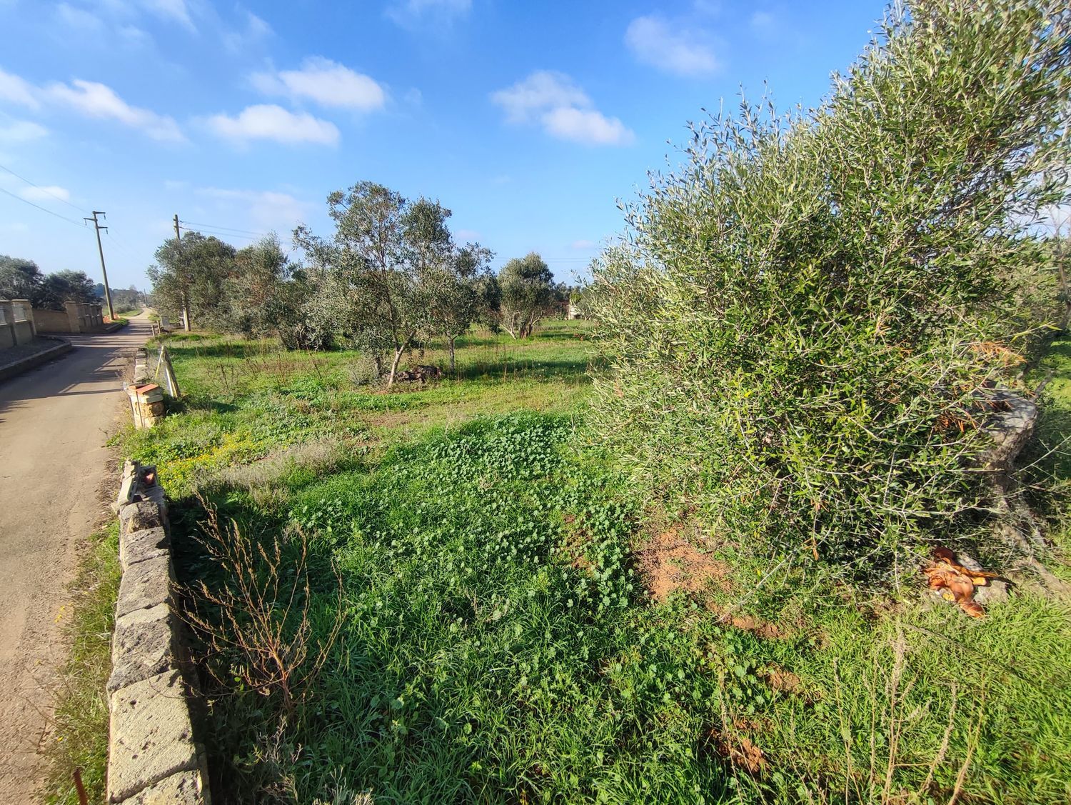Terreno Agricolo in vendita a Tuglie