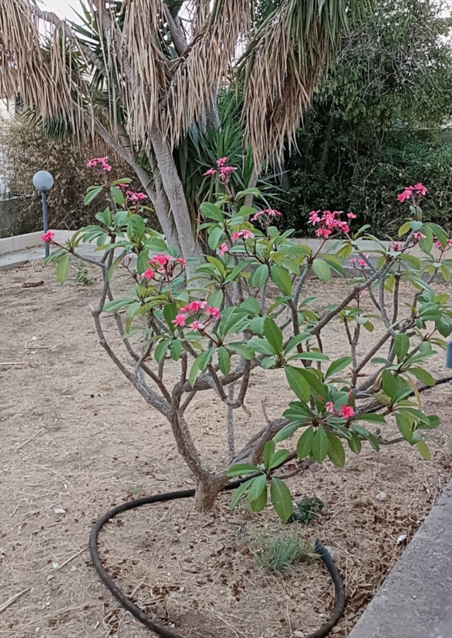 Villa con giardino in contrada pescazze via san giuseppe 135, Santa Croce Camerina