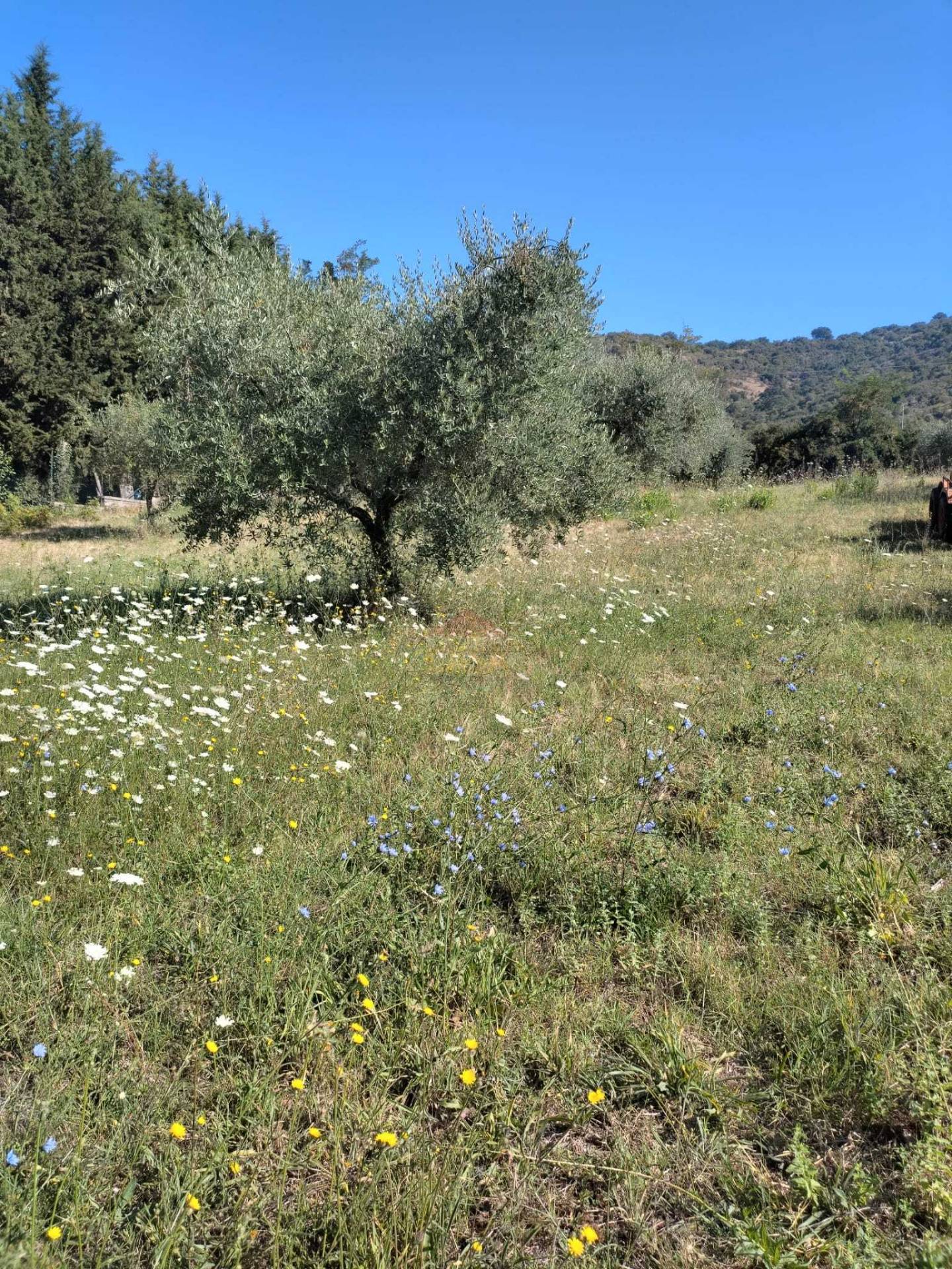 Terreno Agricolo in vendita a Castel Madama