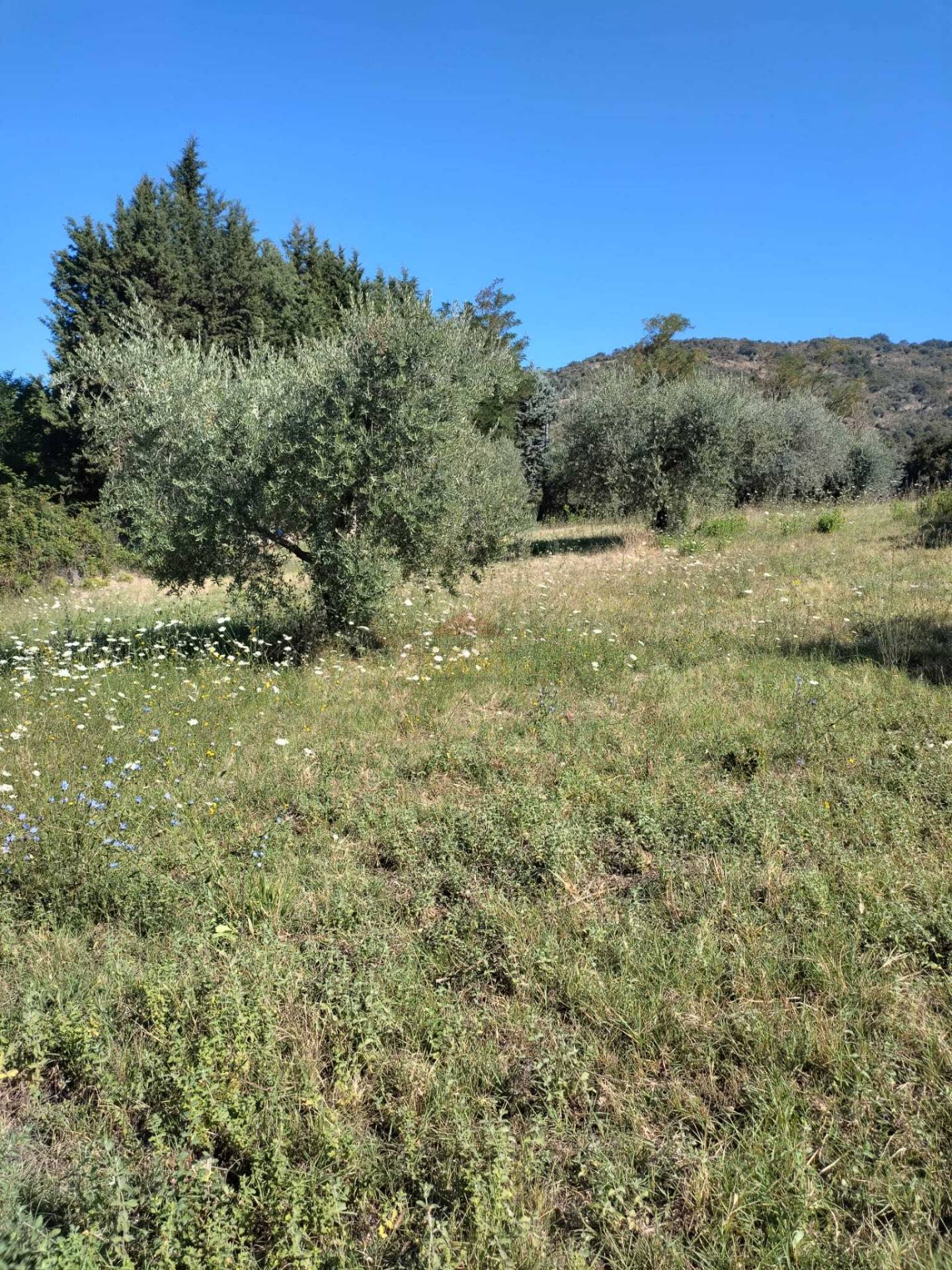 Terreno Agricolo in vendita a Castel Madama