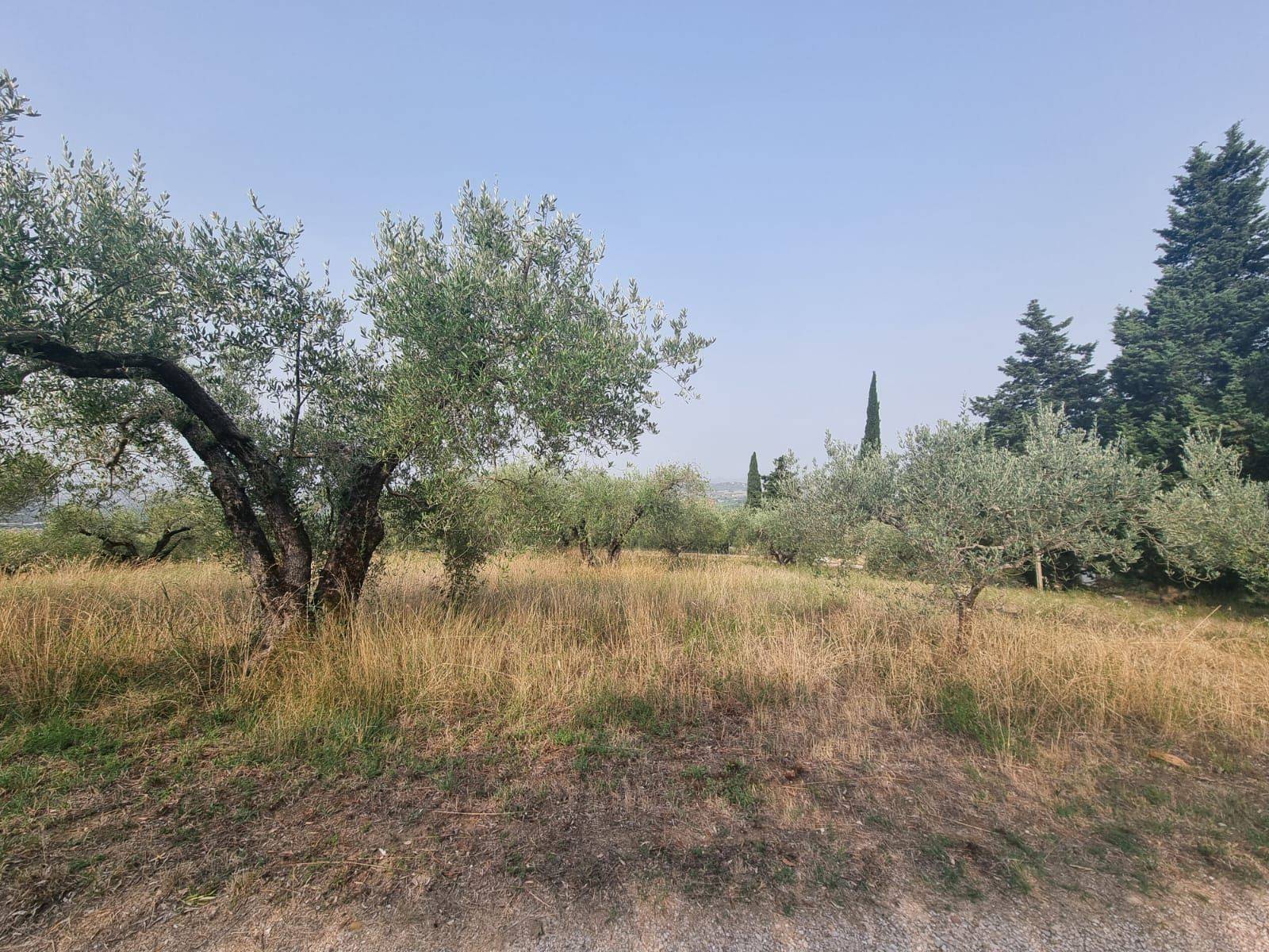 Terreno Agricolo in vendita a Deruta