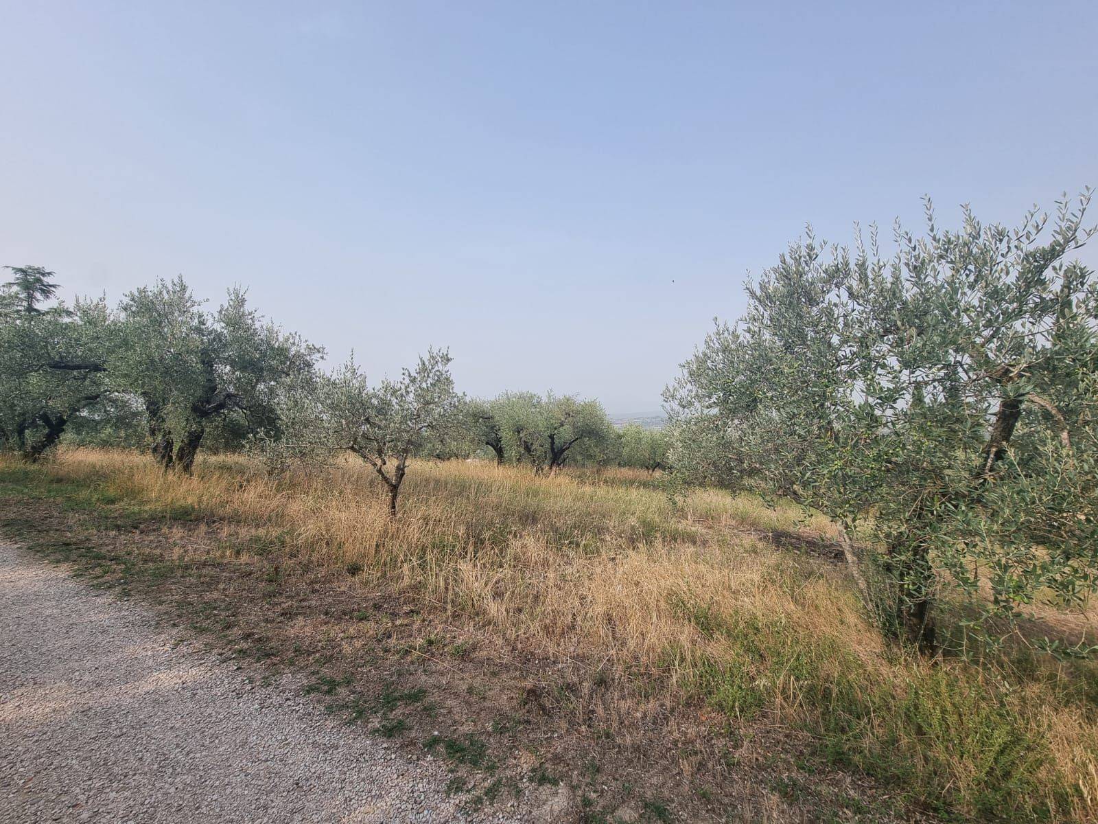 Terreno Agricolo in vendita a Deruta