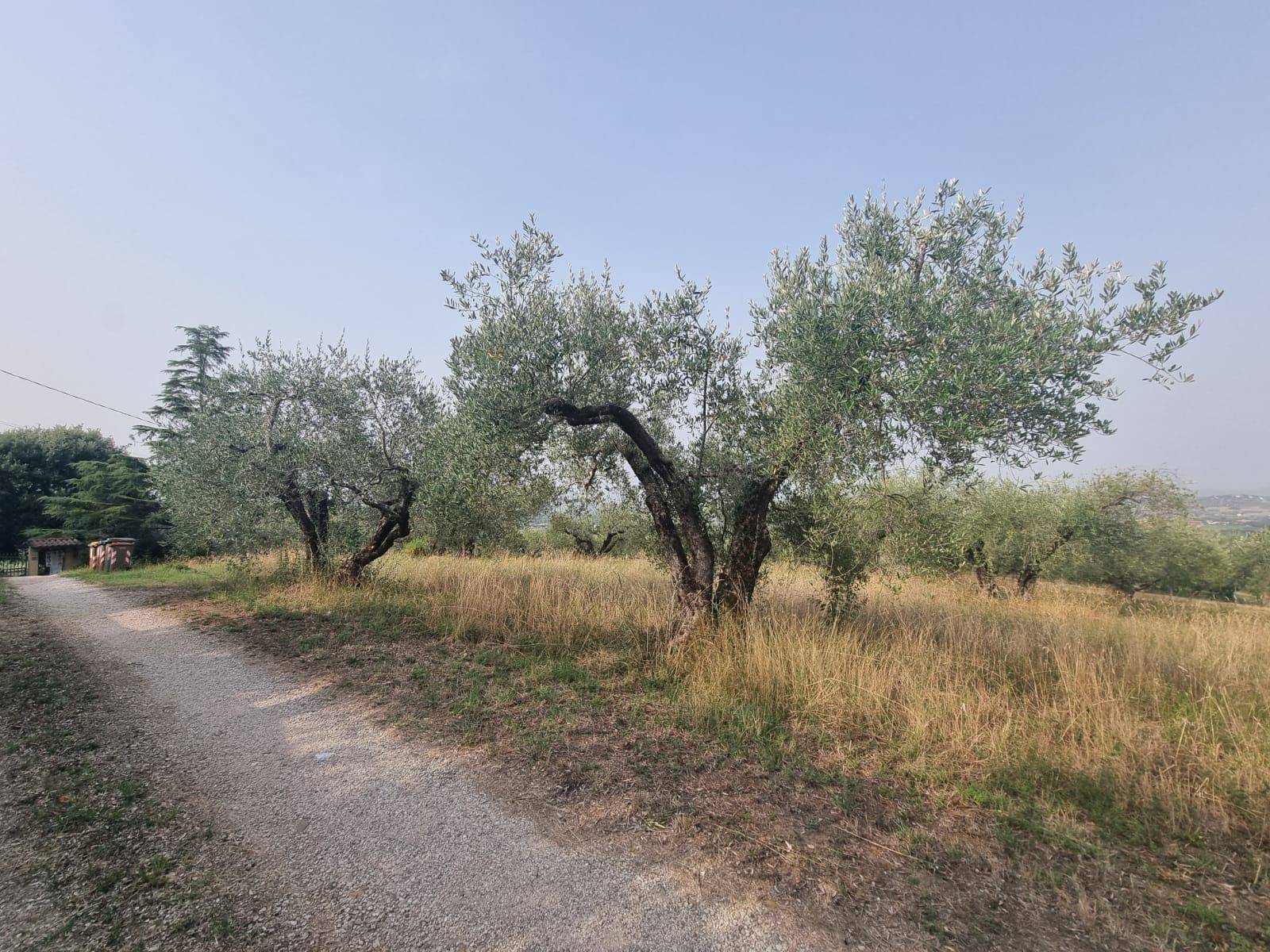 Terreno Agricolo in vendita a Deruta