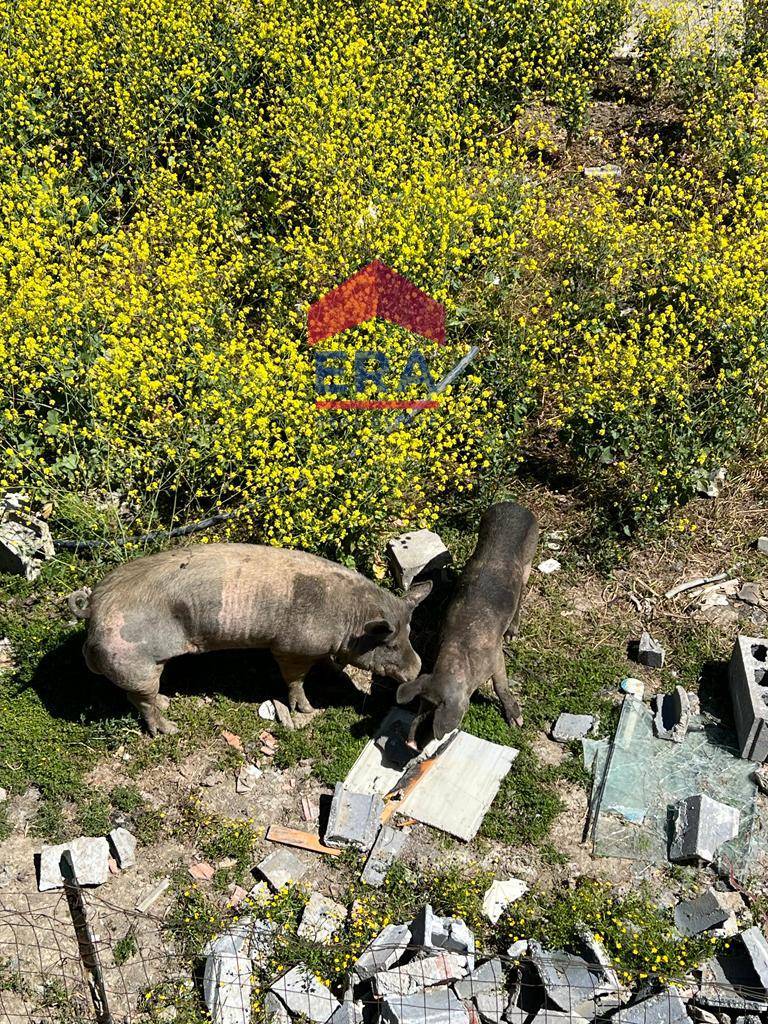 Villa singola in vendita a Catania, Vaccarizzo