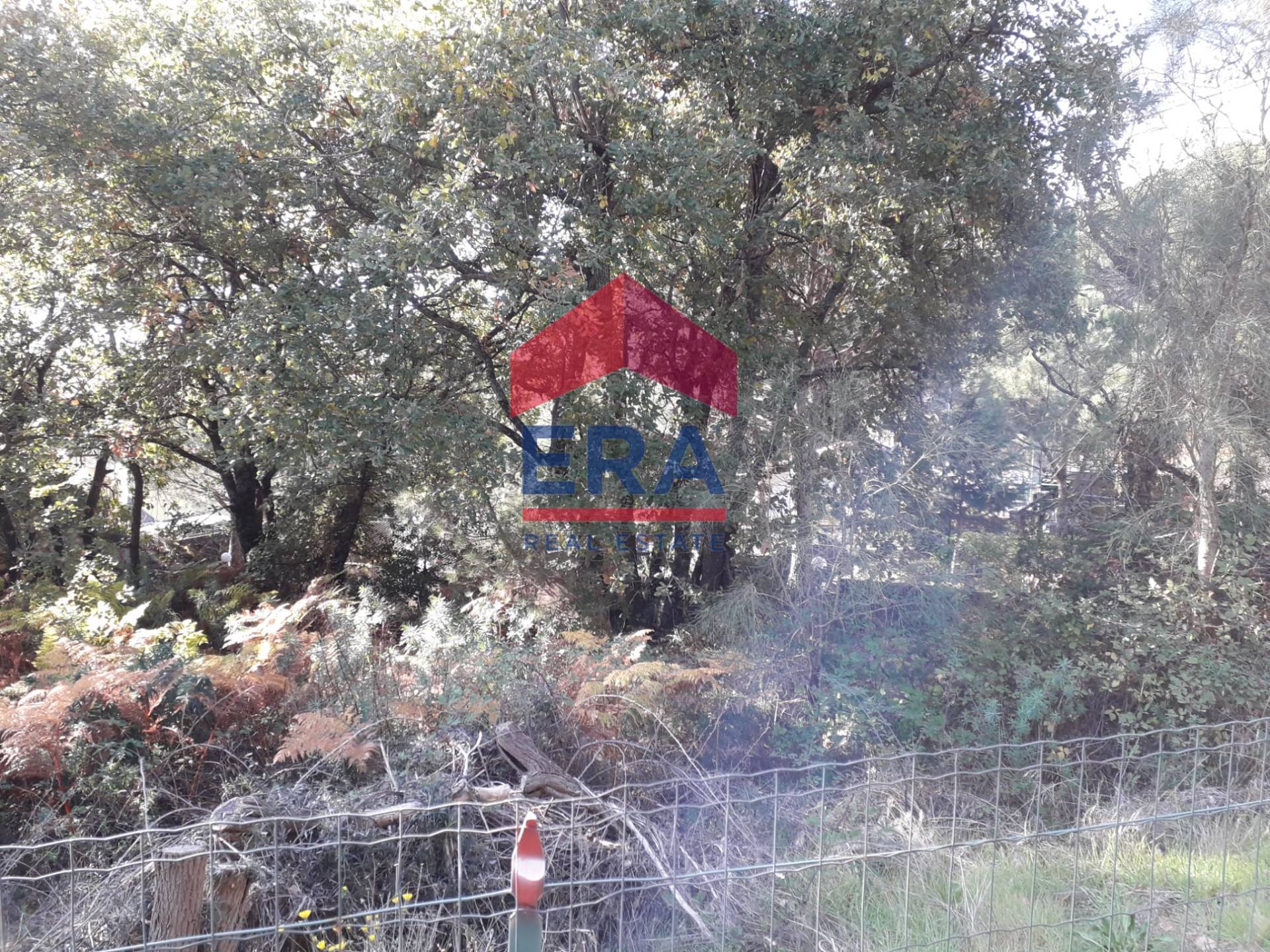 Terreno in vendita a Nicolosi