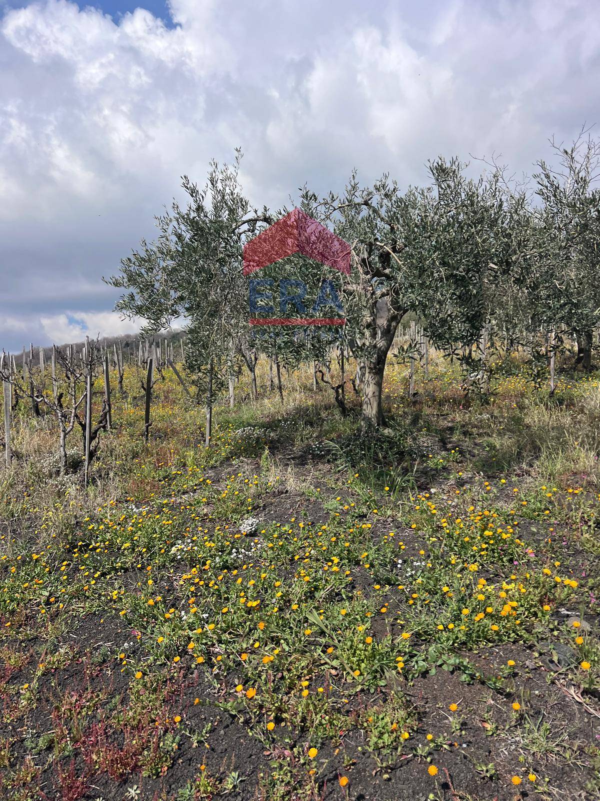 Terreno in vendita a Trecastagni