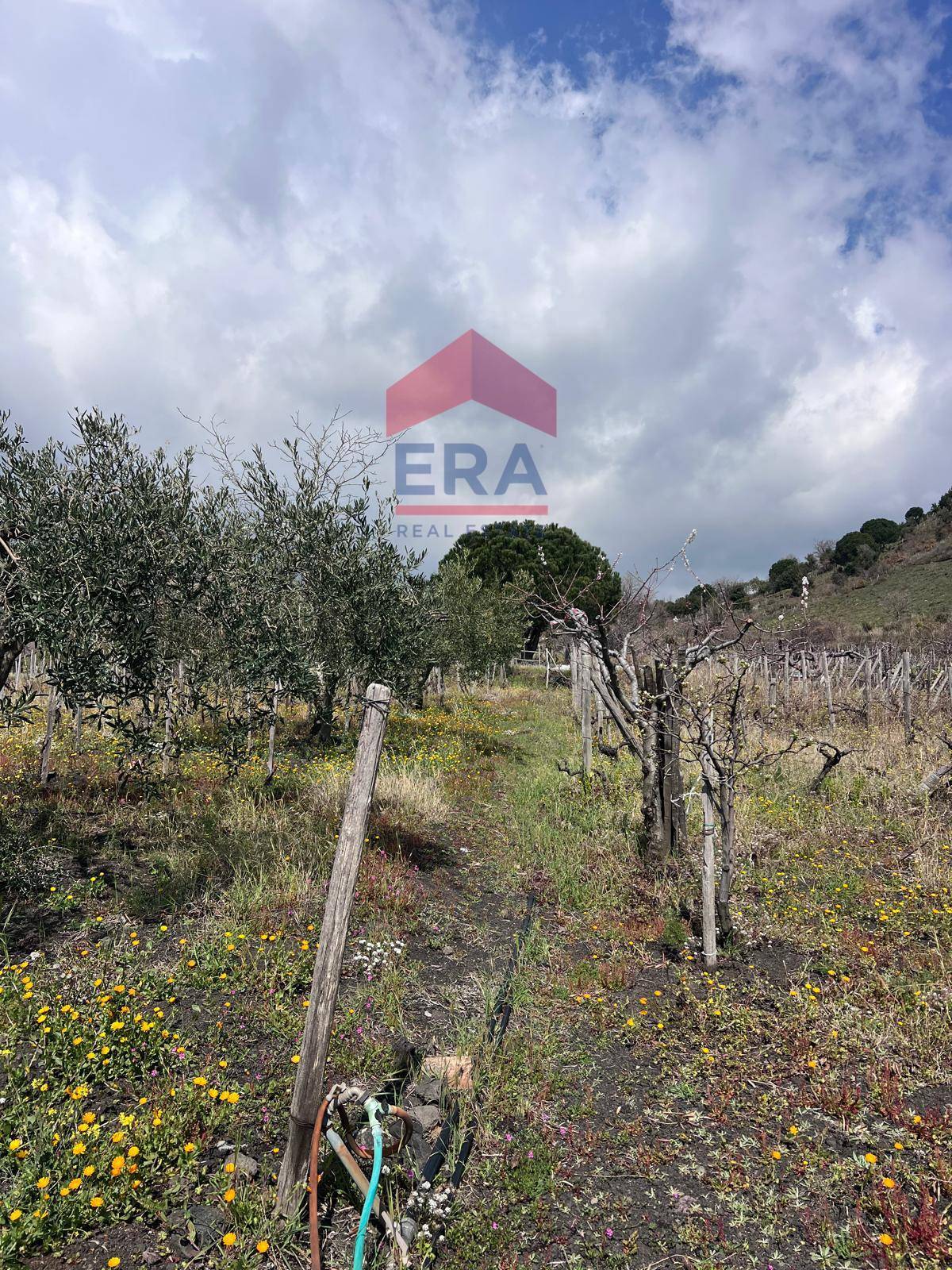 Terreno in vendita a Trecastagni