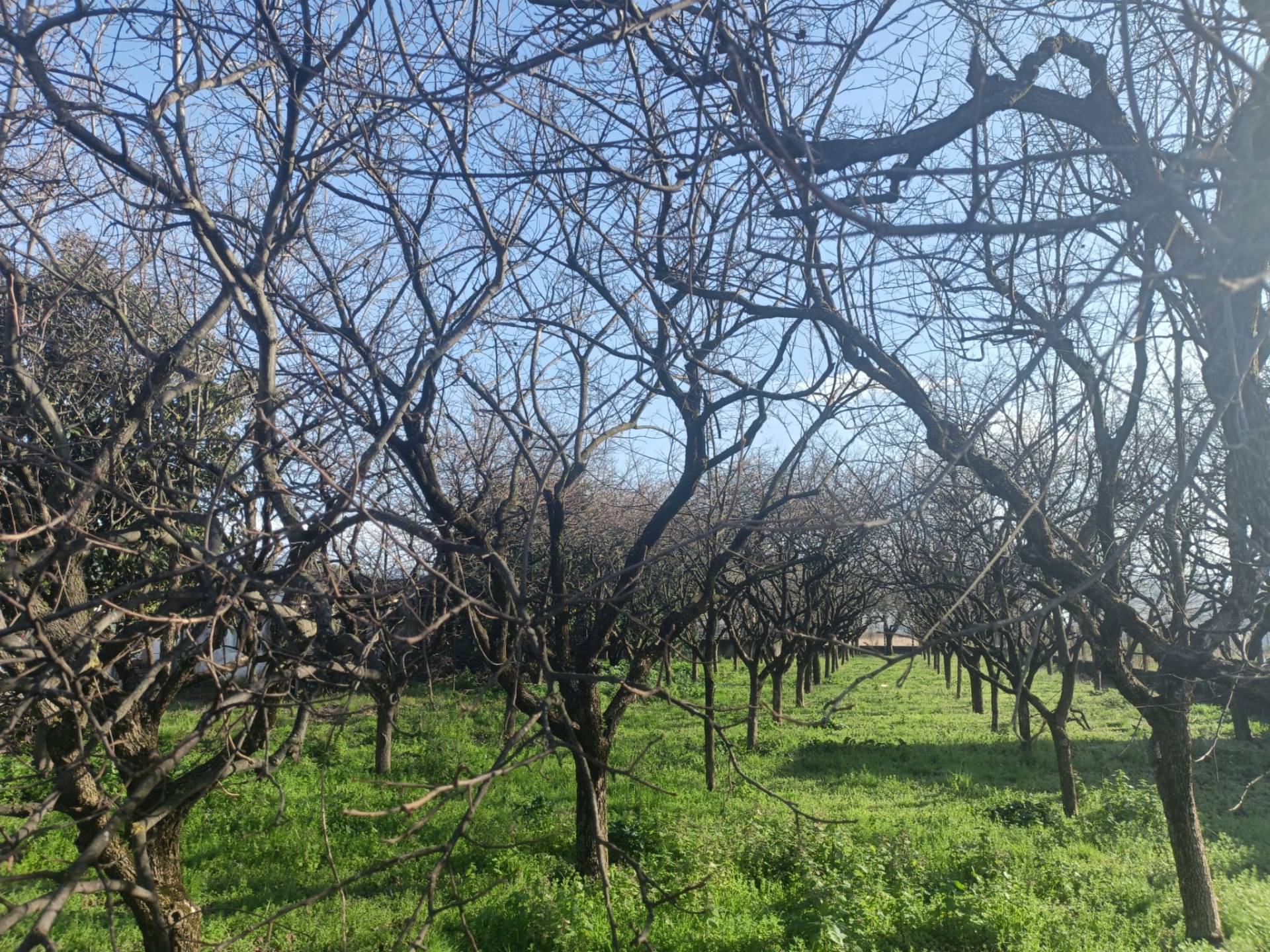 Terreno Agricolo in vendita a Scafati
