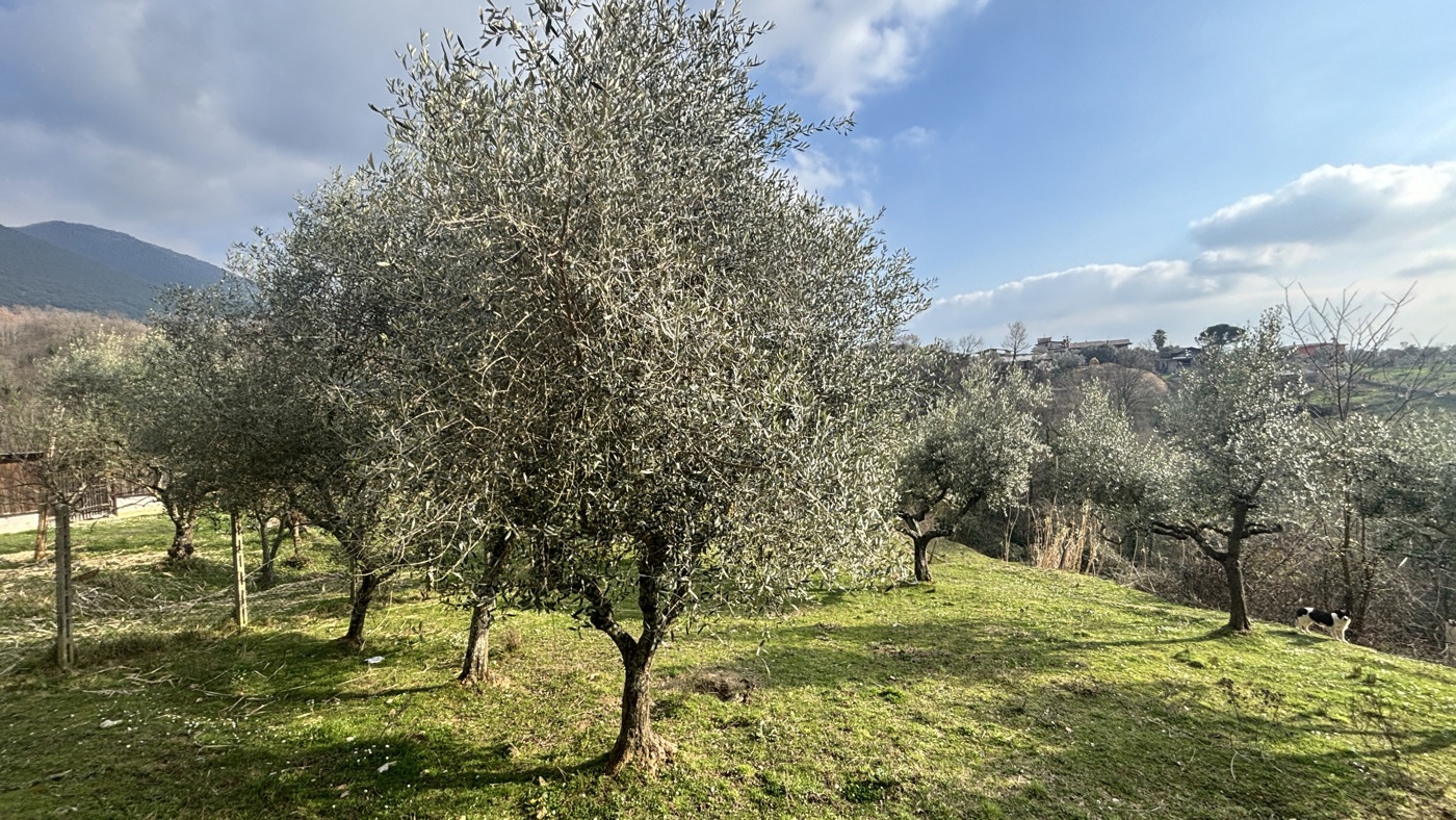 immagine annuncio 5 di 10