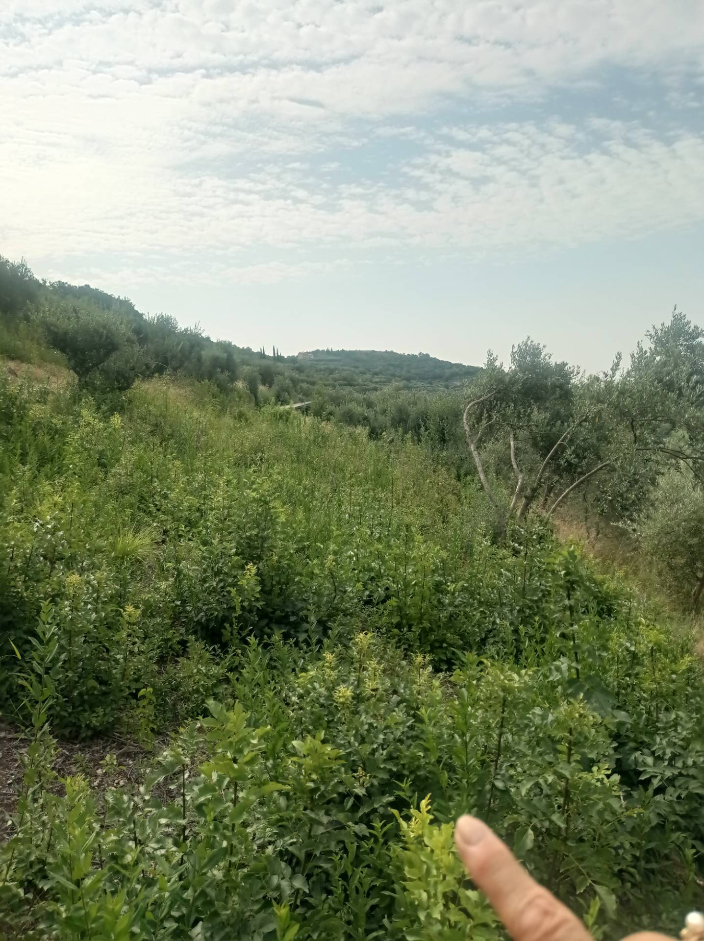 Terreno Agricolo in vendita a Verona, Quinzano