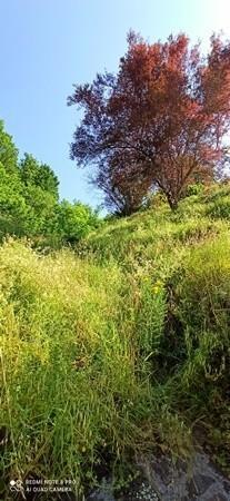 Rustico con giardino, Coreglia Antelminelli ghivizzano