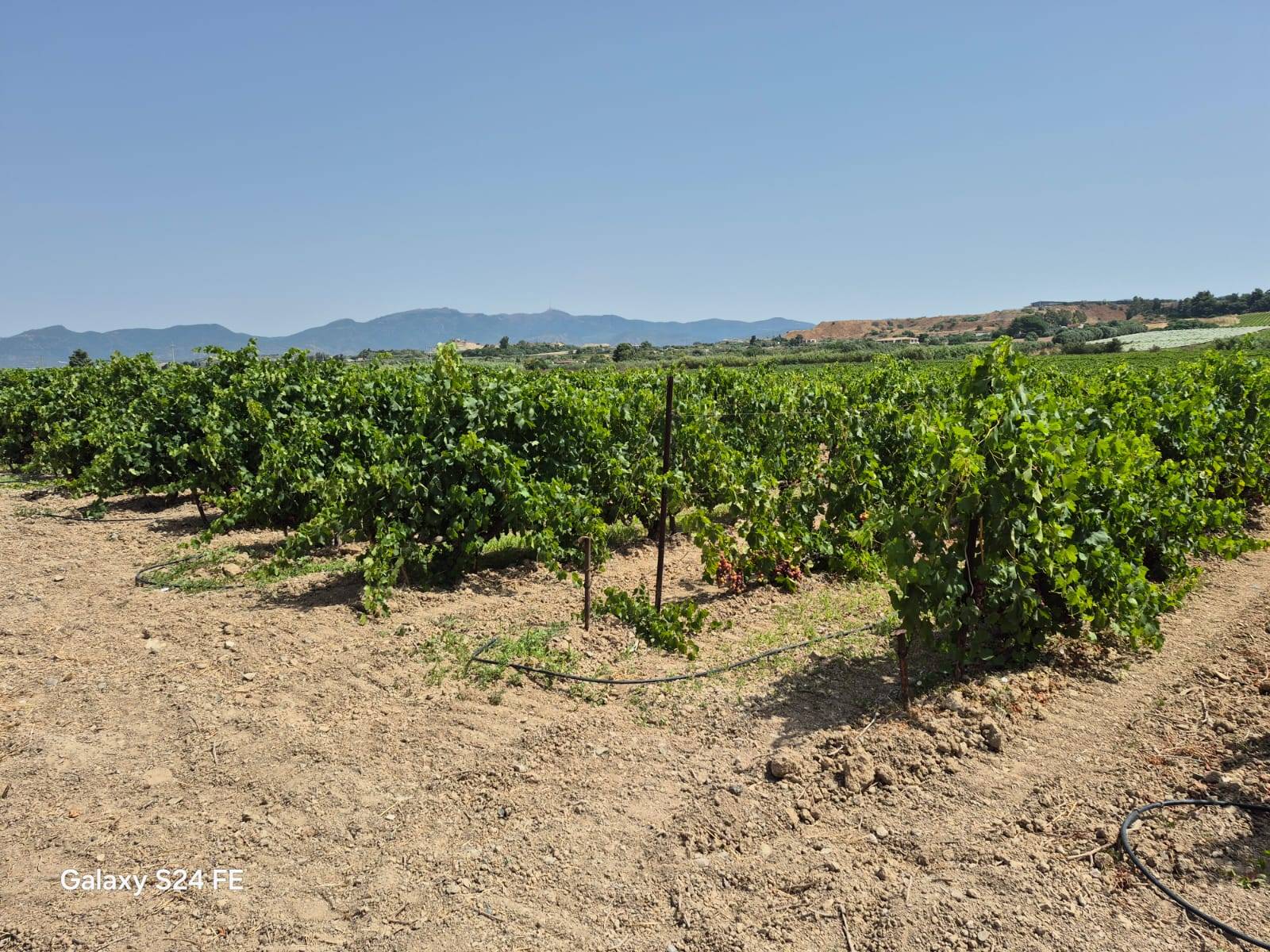 Terreno Agricolo in vendita a Quartu Sant'Elena
