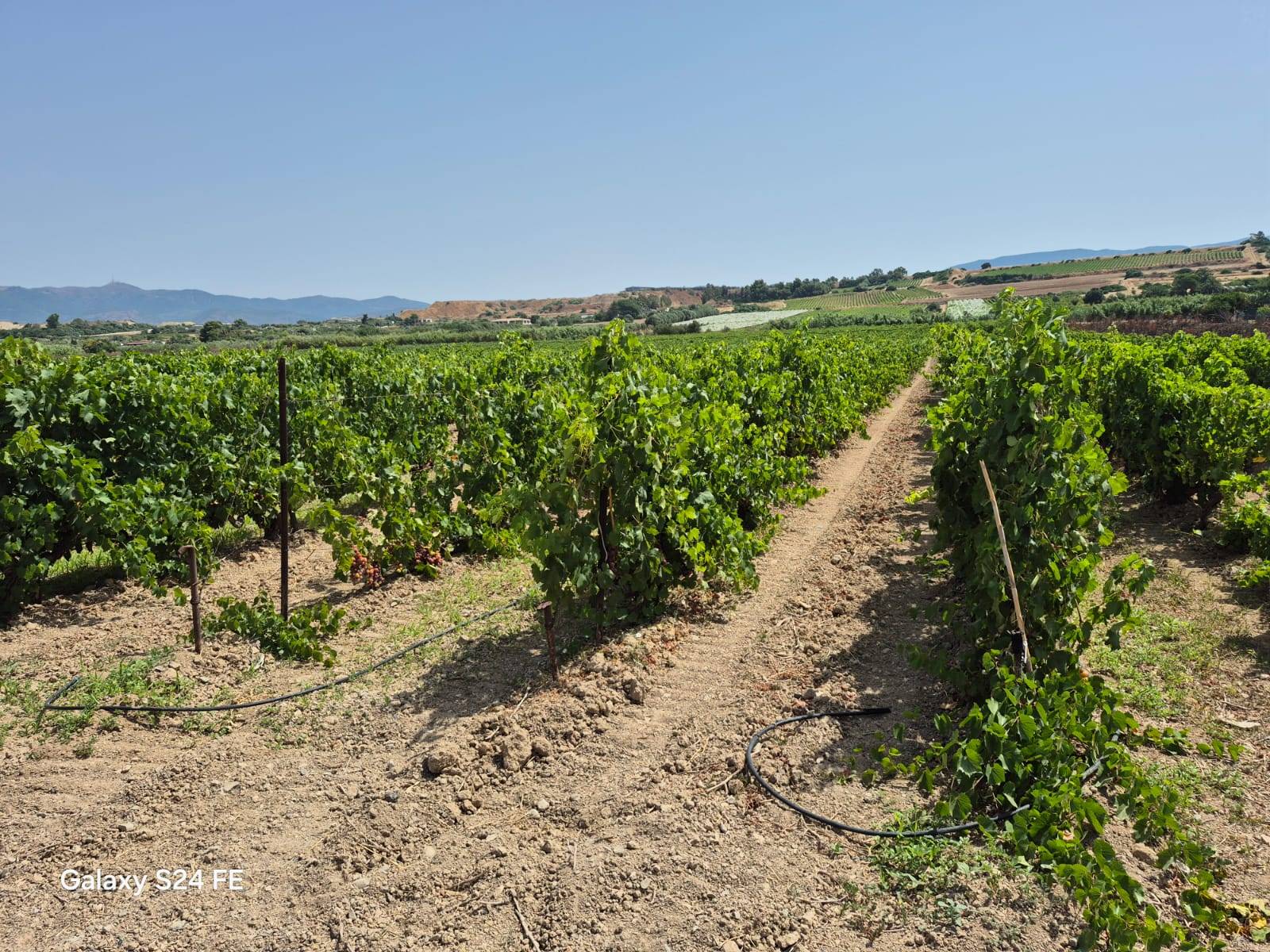 Terreno Agricolo in vendita a Quartu Sant'Elena