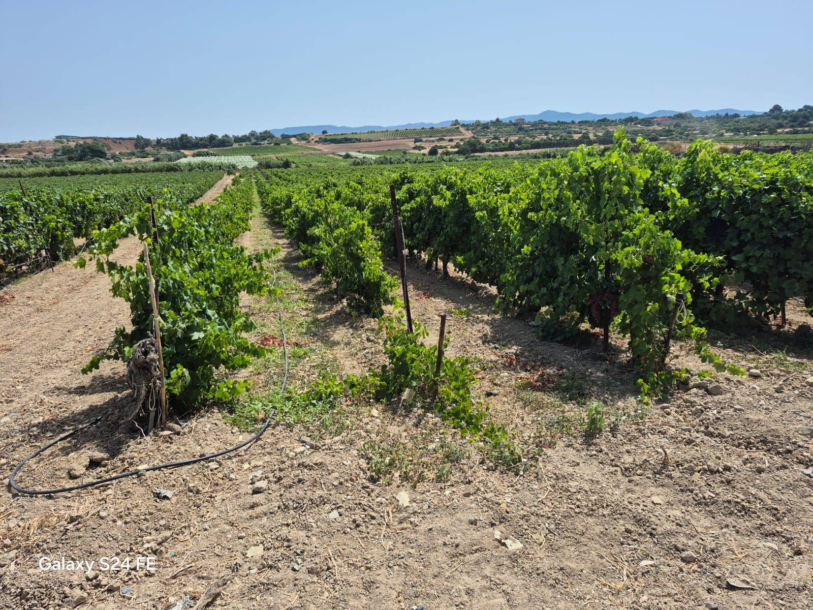 Terreno Agricolo in vendita a Quartu Sant'Elena