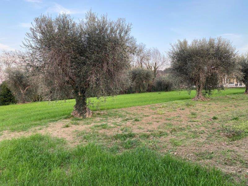 Terreno Agricolo in vendita a Alba Adriatica