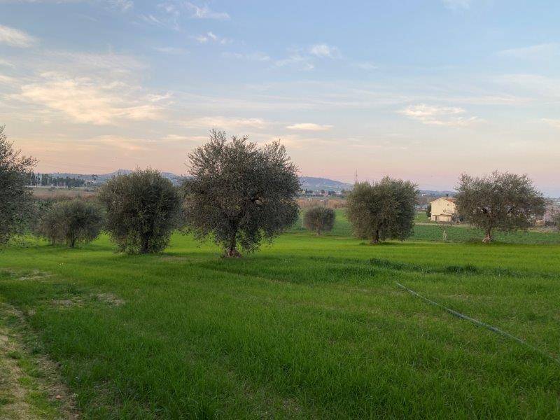 Terreno Agricolo in vendita a Alba Adriatica
