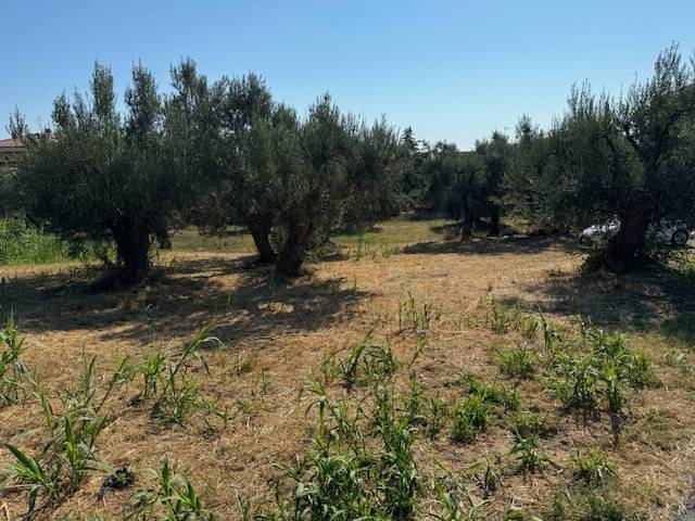 Terreno Agricolo in vendita a Tortoreto