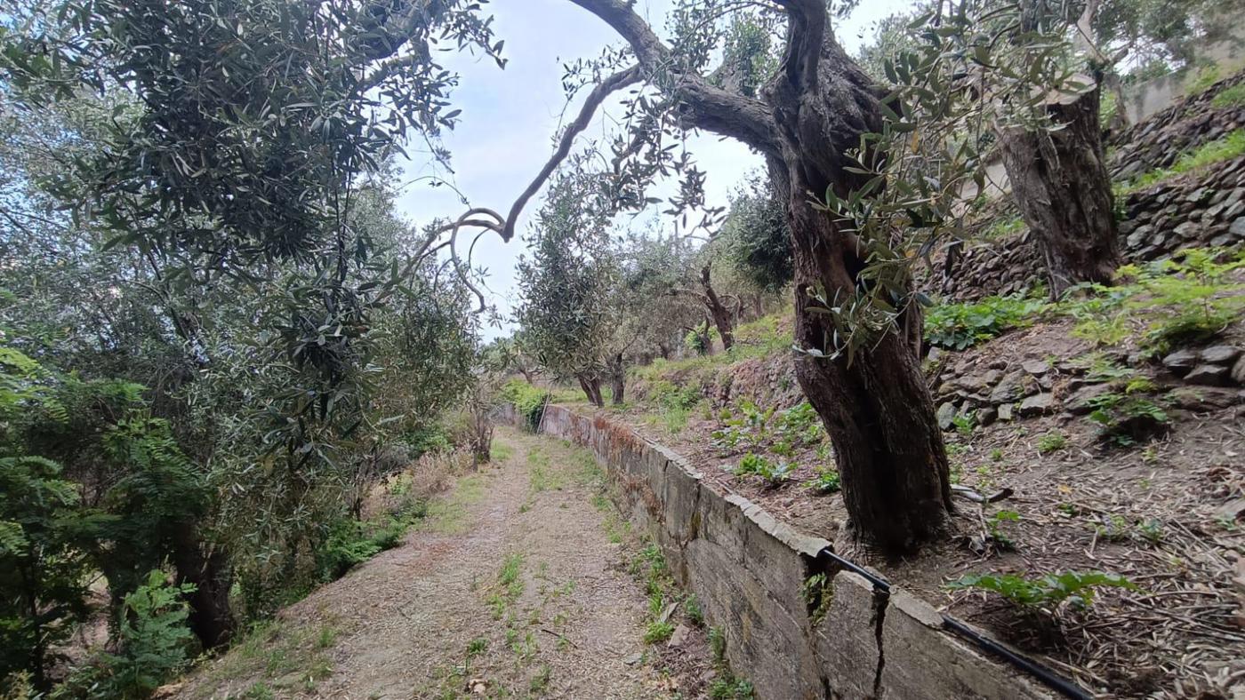 Terreno Agricolo vista mare a Messina