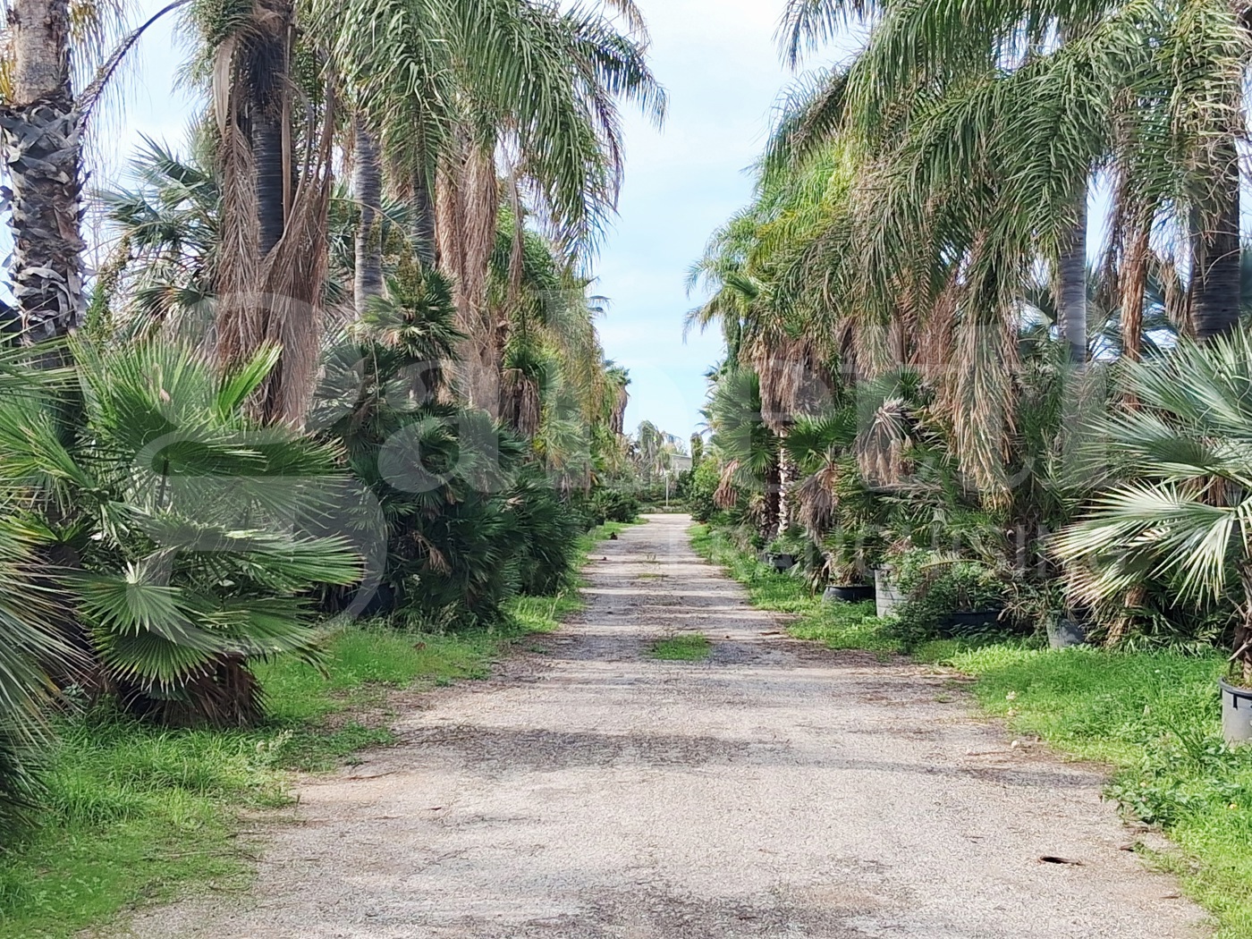 Terreno Agricolo in vendita a Ragusa
