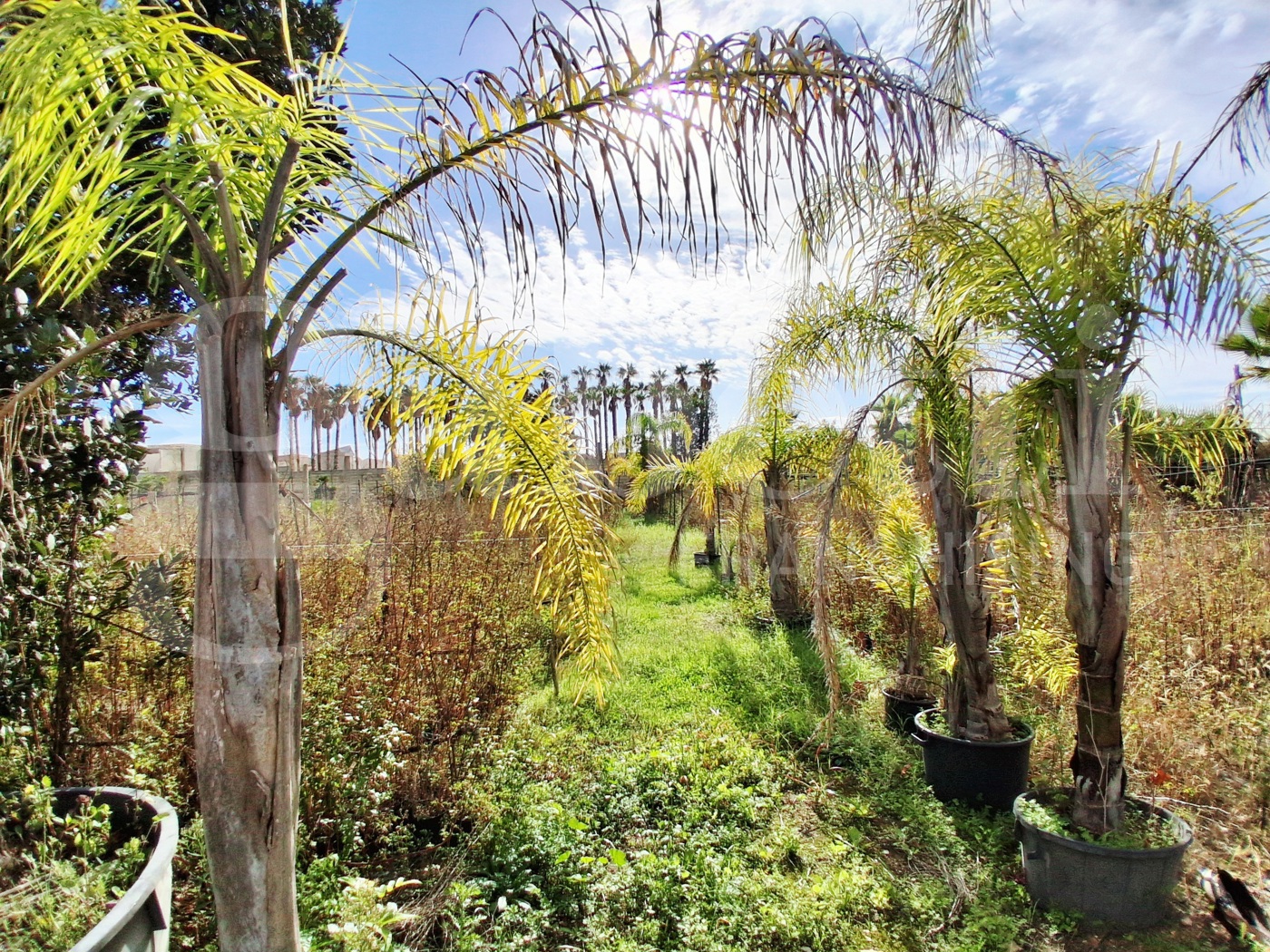 Terreno Agricolo in vendita a Ragusa