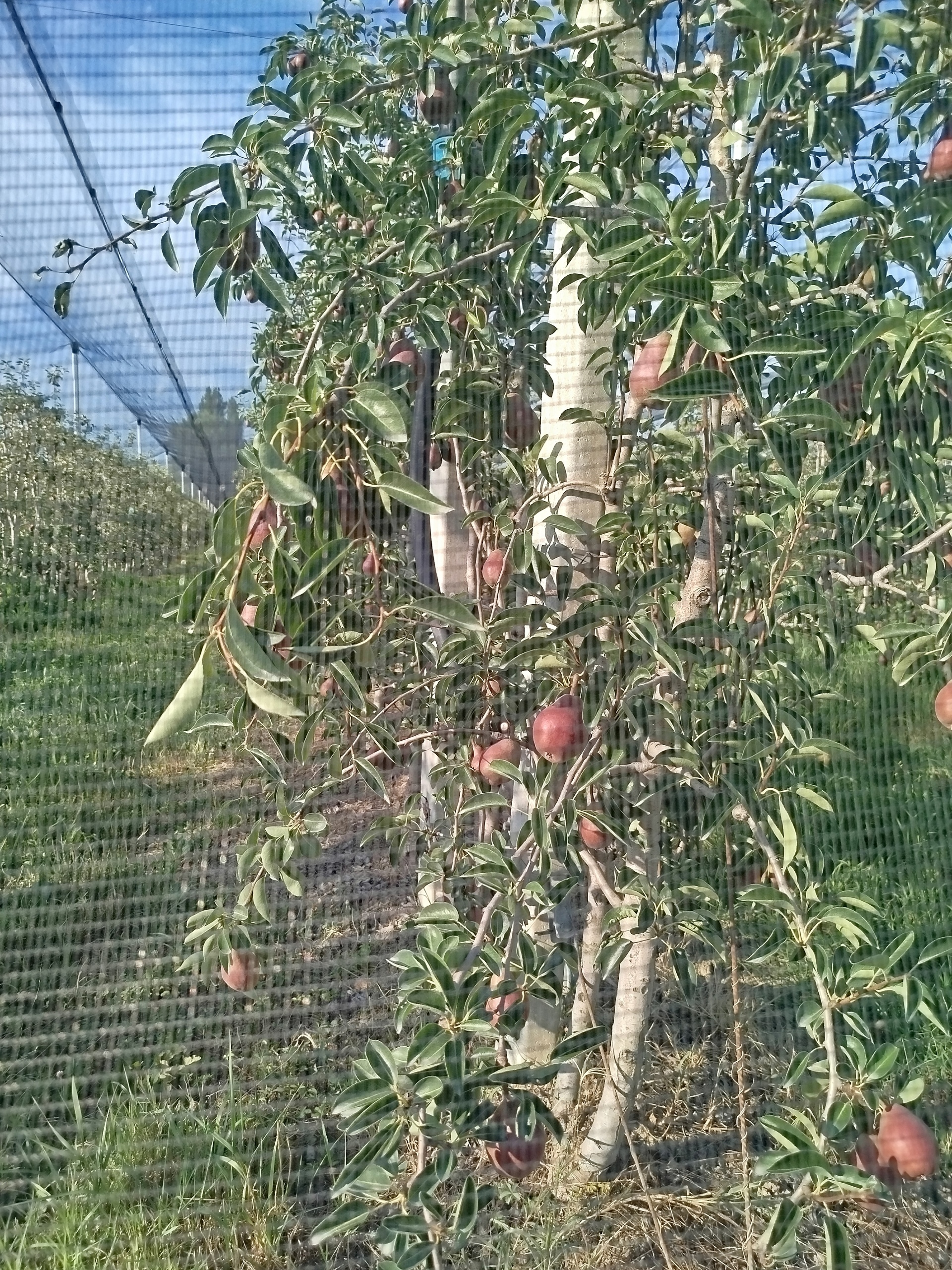Terreno Agricolo in vendita in via marchiona, Modena