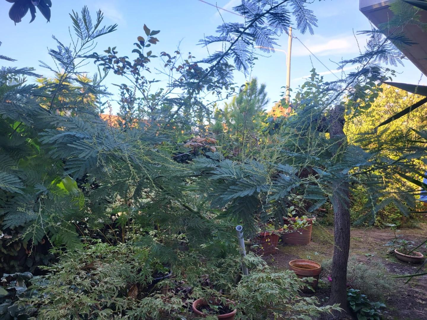 Villa con giardino, Massa marina di