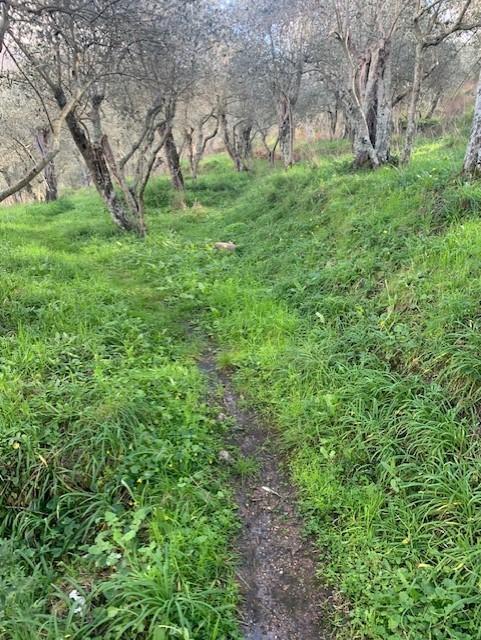 Terreno Agricolo in vendita a Calci