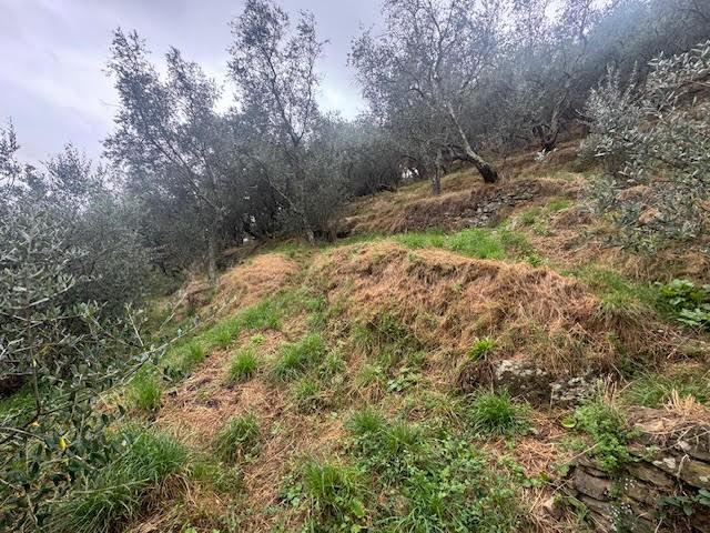 Terreno Agricolo in vendita a Calci