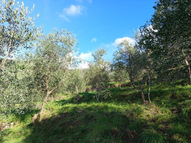 Terreno Agricolo in vendita, Calci montemagno