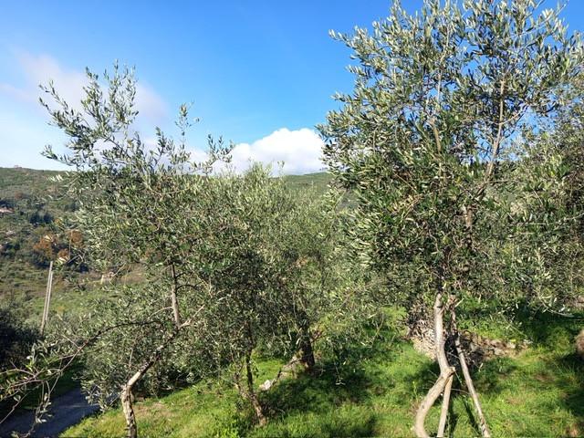 Terreno Agricolo in vendita, Calci montemagno