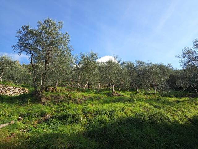 Terreno Agricolo in vendita, Calci montemagno