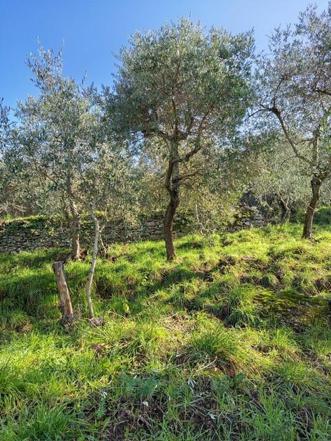 Terreno Agricolo in vendita, Calci montemagno