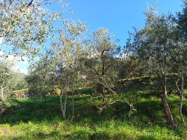Terreno Agricolo in vendita, Calci montemagno