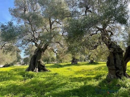 Terreno Agricolo in vendita a Calci