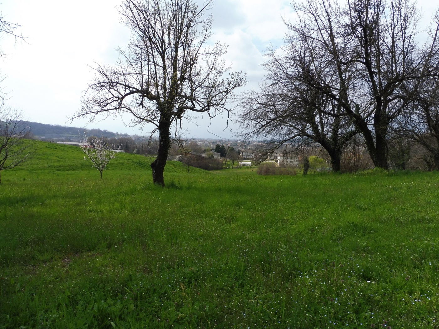 Terreno Agricolo in vendita a Fara Vicentino