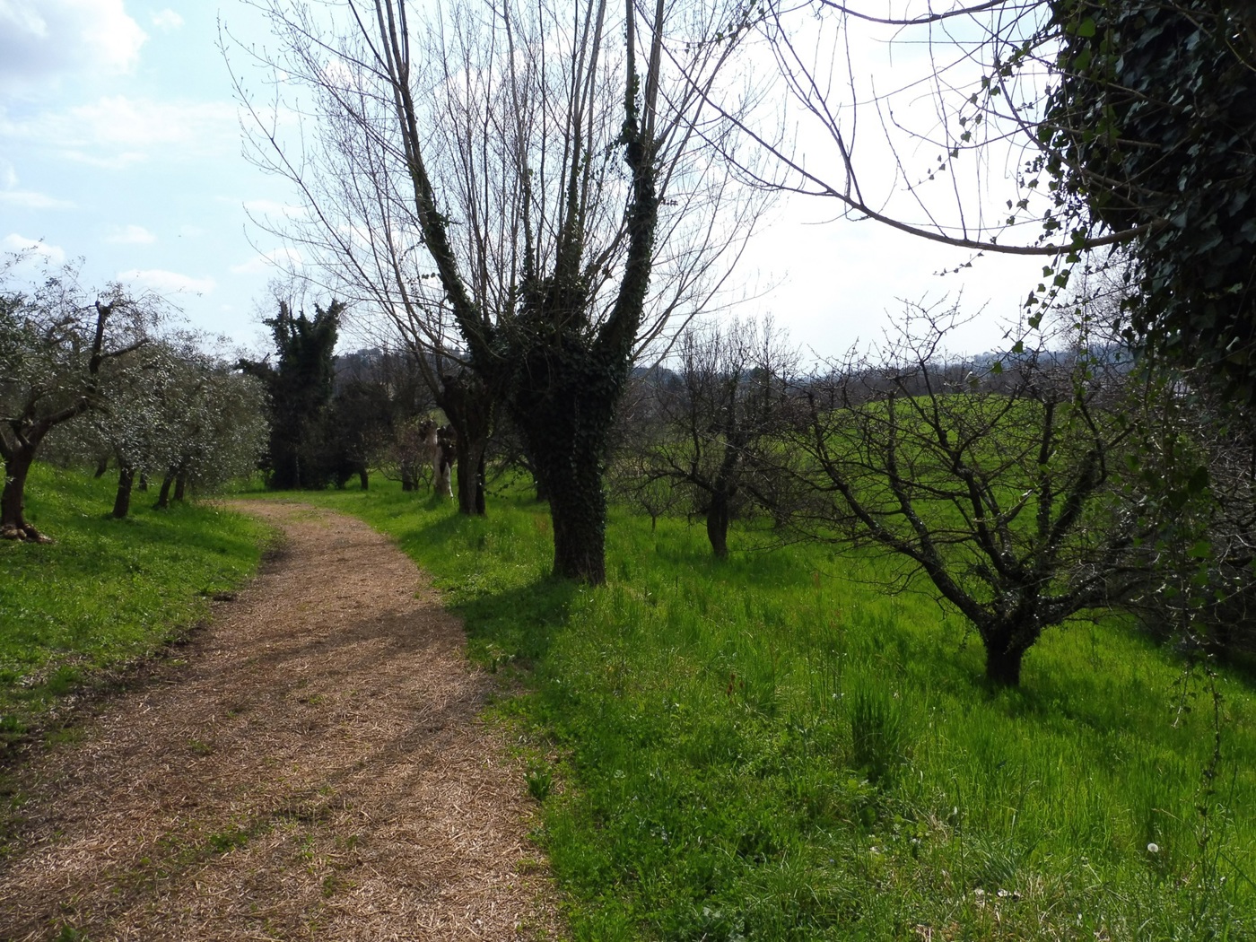 Terreno Agricolo in vendita a Fara Vicentino