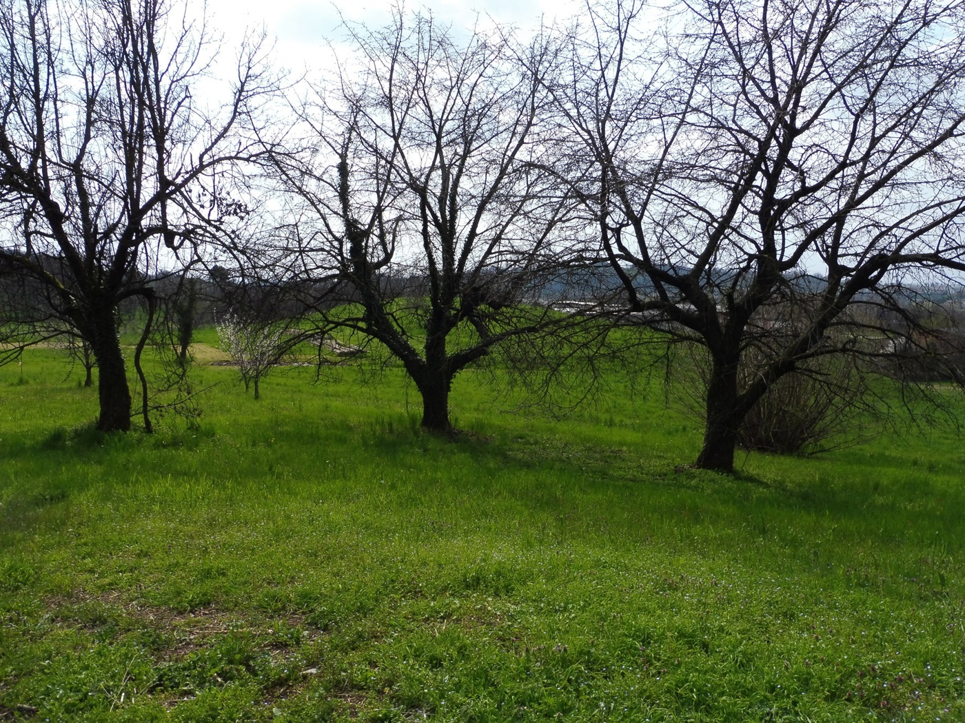Terreno Agricolo in vendita a Fara Vicentino