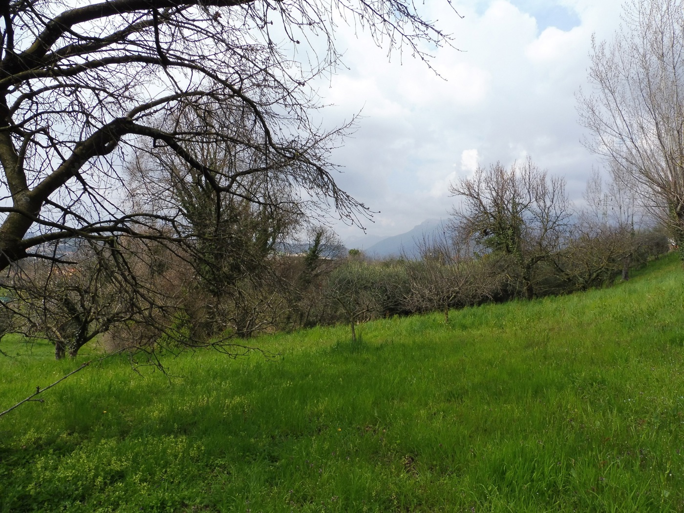 Terreno Agricolo in vendita a Fara Vicentino