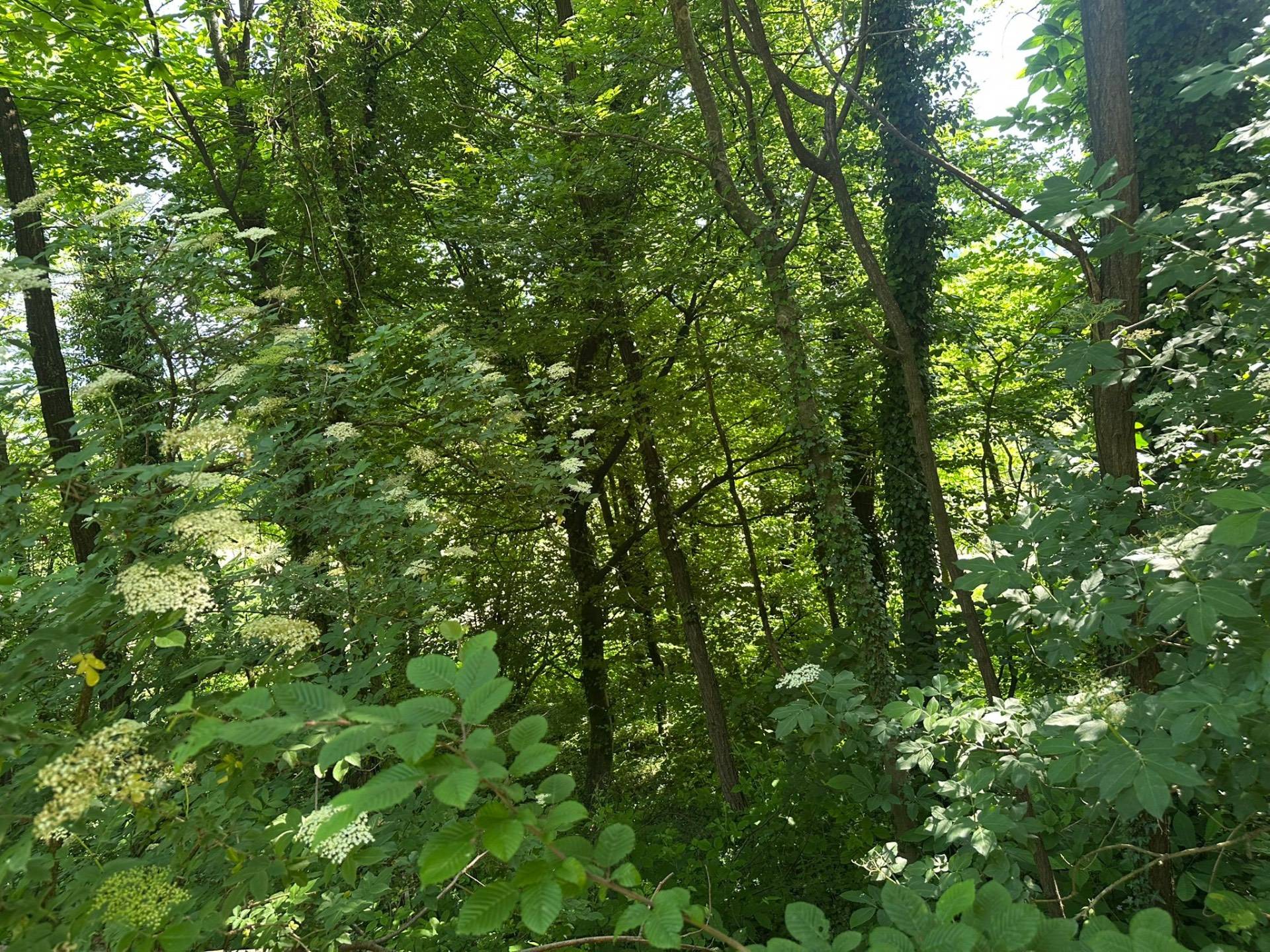Bosco in vendita a Ello