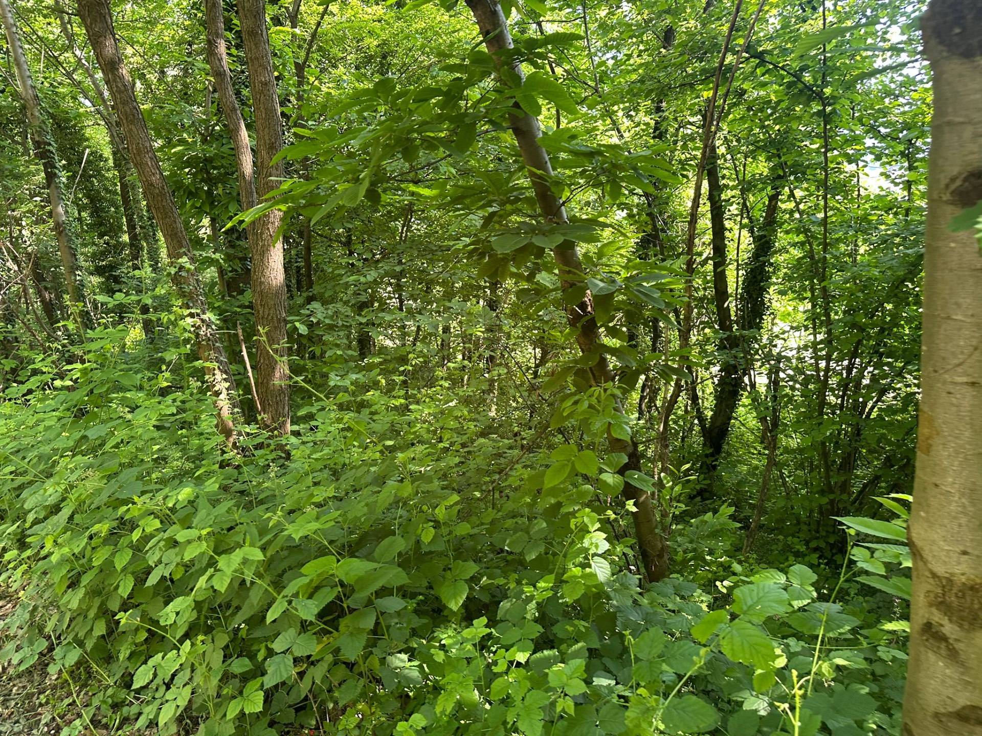 Bosco in vendita a Ello