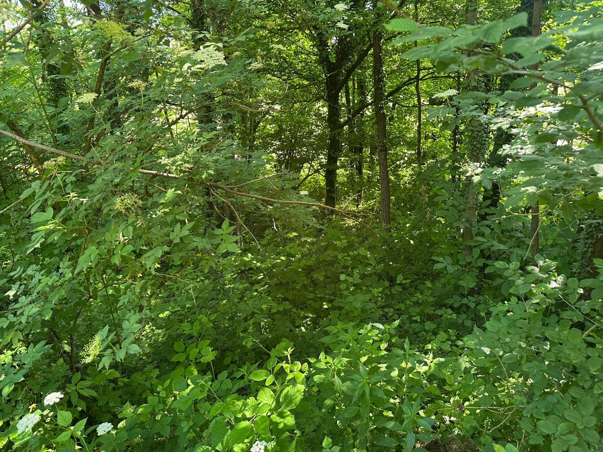 Bosco in vendita a Ello